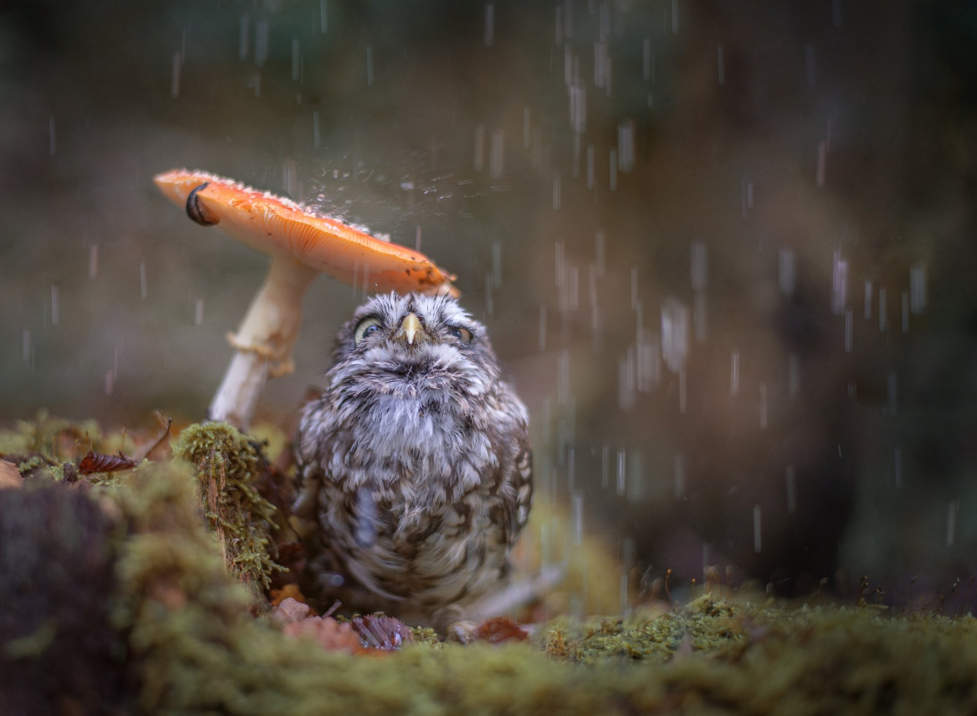 nature poultry chick owlet autumn rain mushroom