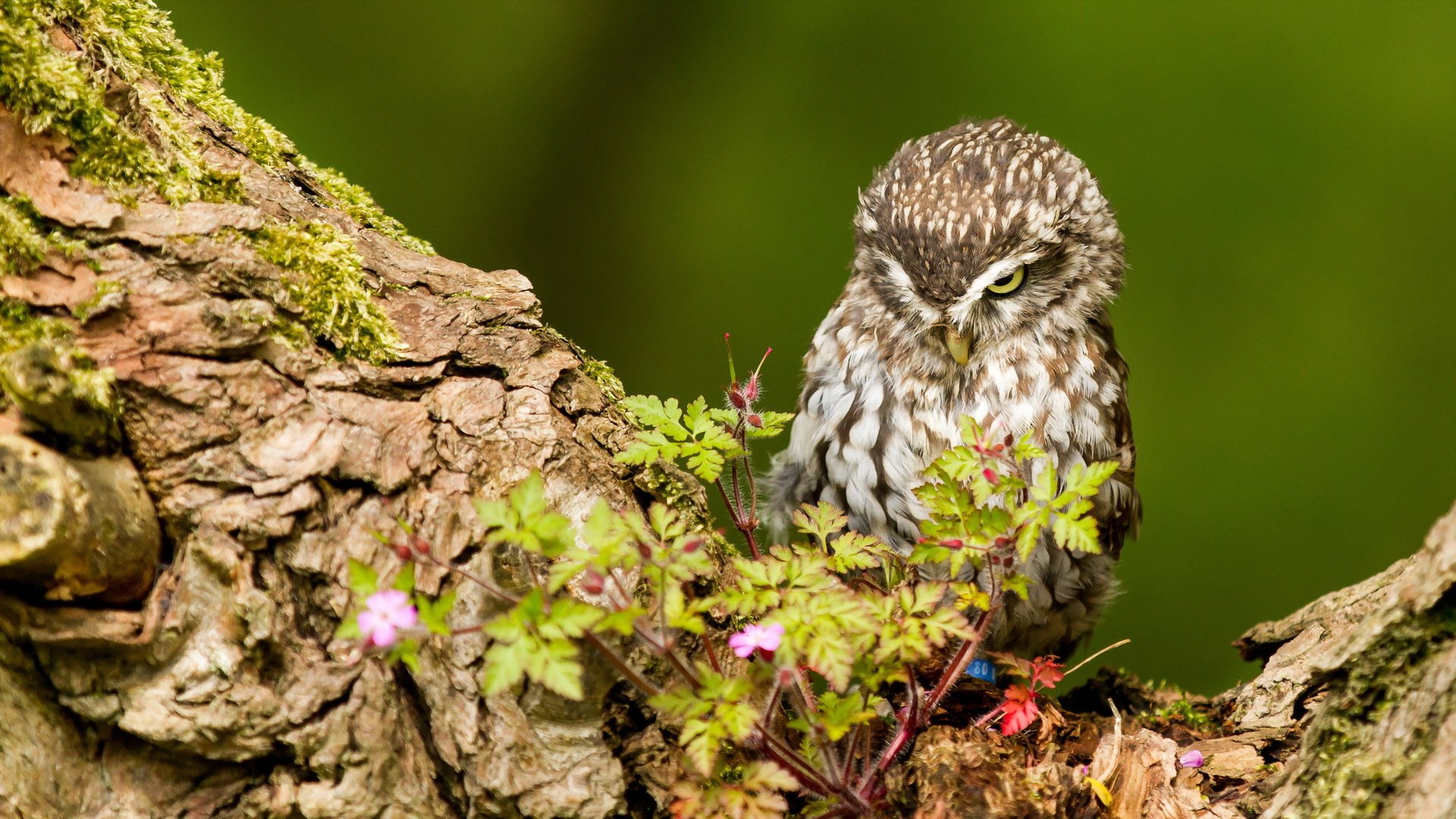 oiseau hibou nature