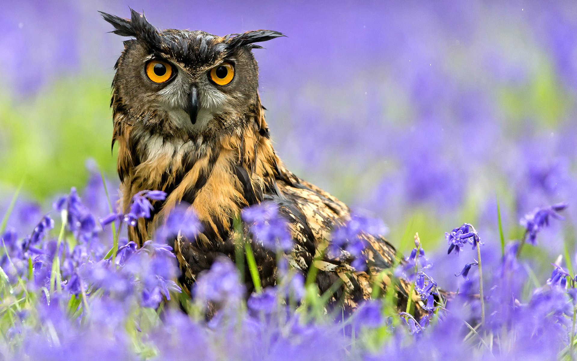 pájaro búho búho primavera flores lluvia