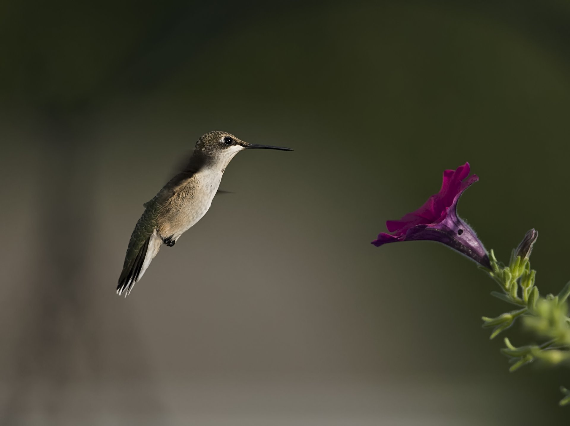 oiseau colibri fleur pétunia flou