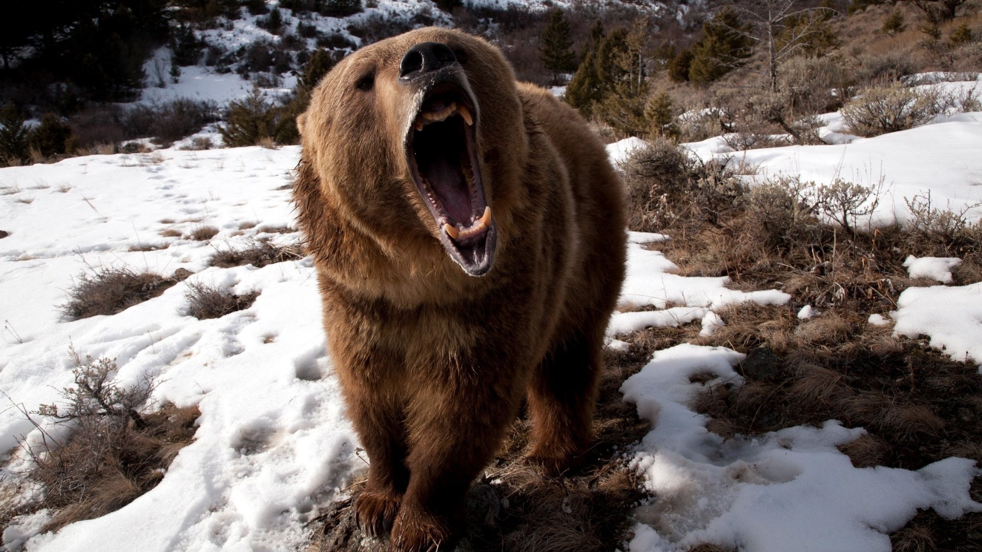 zły niedźwiedź grizzly