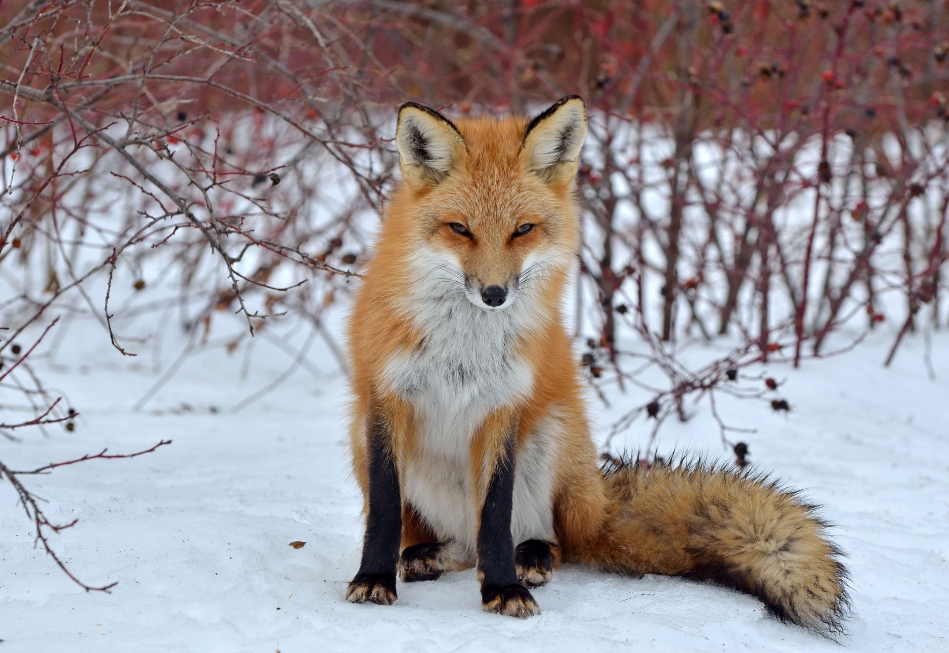 fox fox look snow