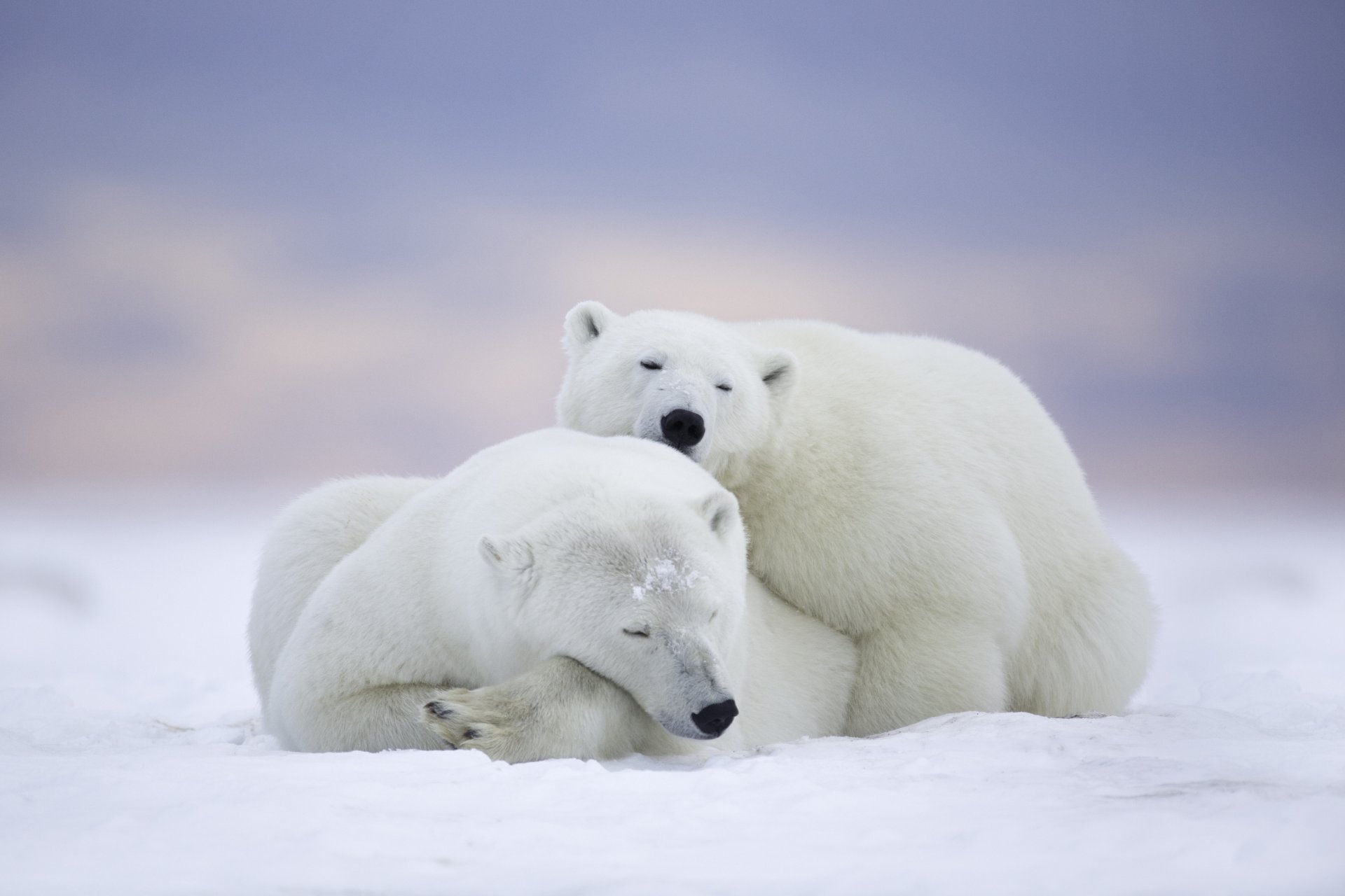 arctic national wildlife refuge alaska national arctic wildlife refuge niedźwiedzie polarne niedźwiedzie para odpoczynek sen