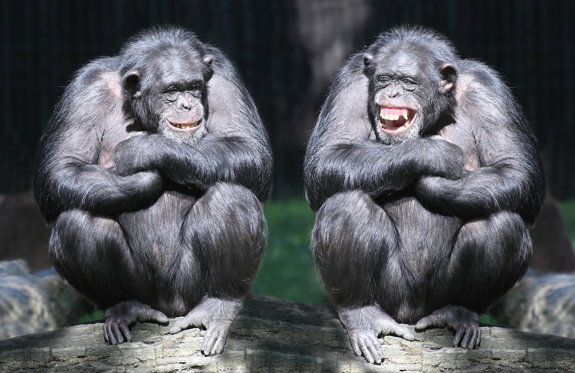 chimpanzee monkey the pair log laughter primate