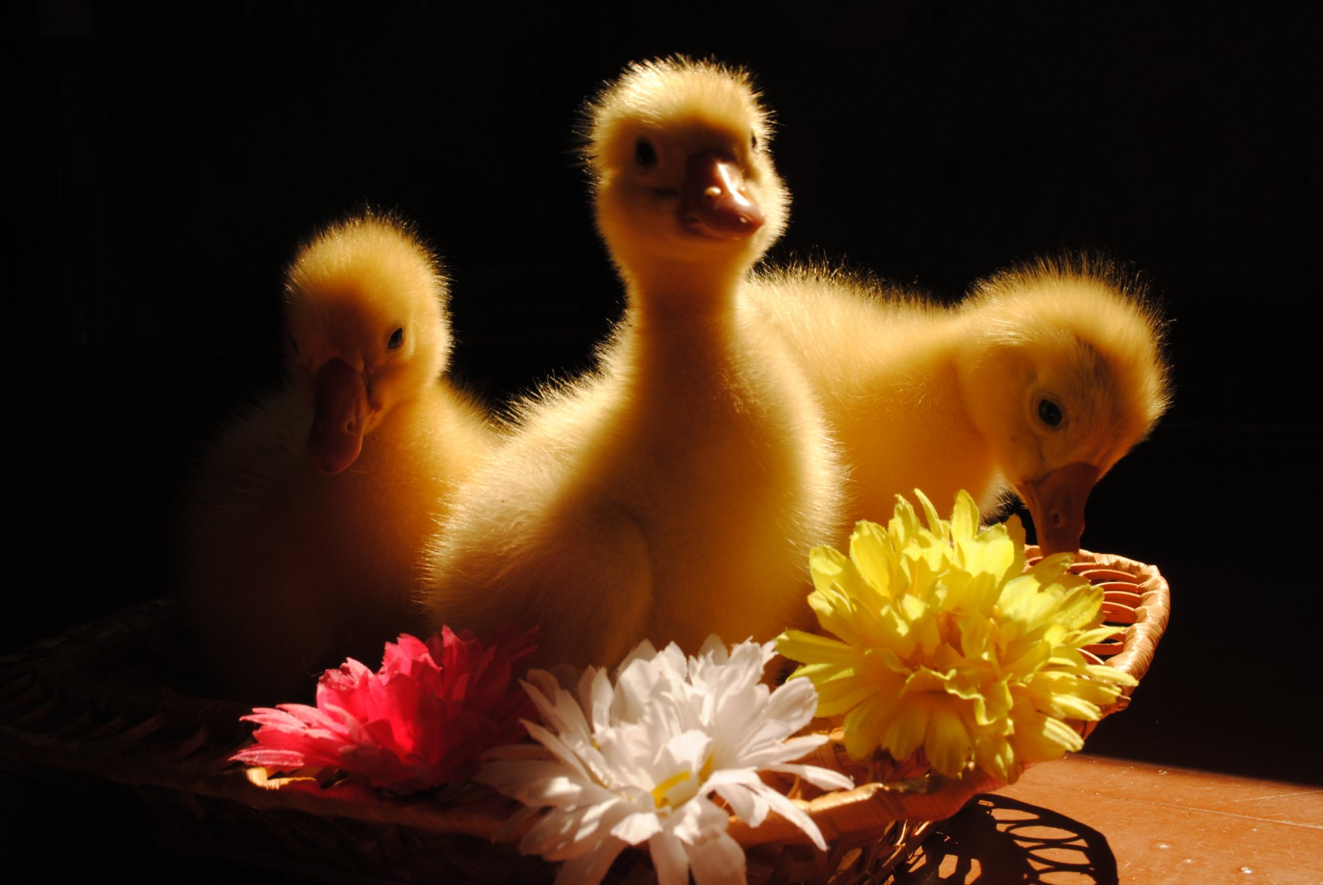 tiere vögel gänse blumen