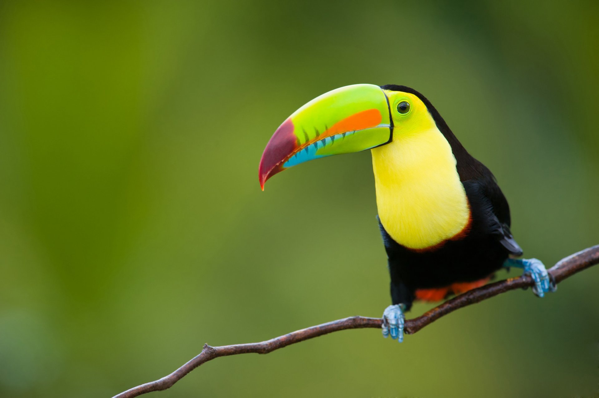 oiseau toucan arc-en-ciel tropiques jungle nature animaux est java province indonésie fond voyage ma planète bokeh fond d écran