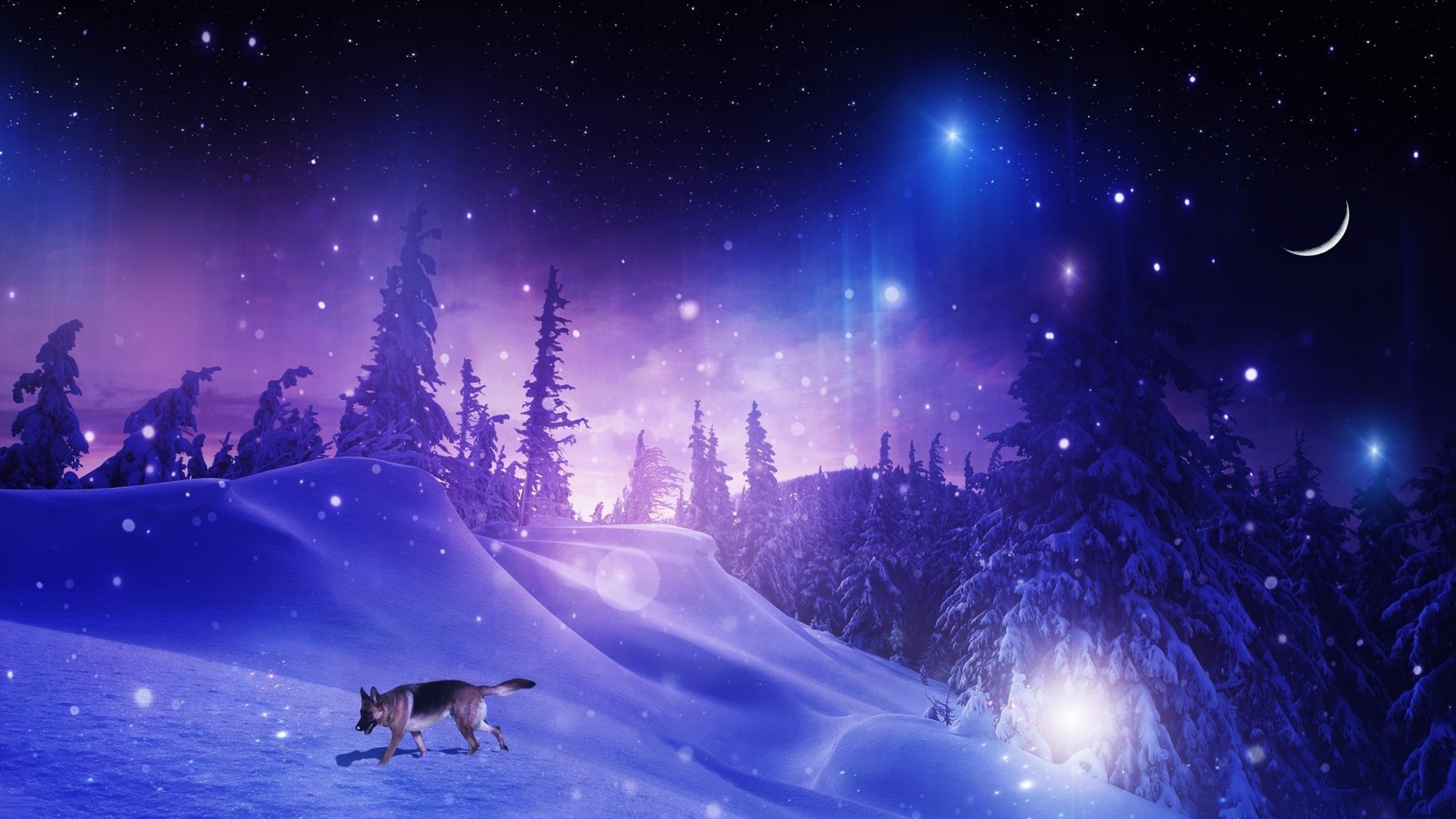 dog shepherd forest night winter snow tree drifts snowflakes star year photoshop