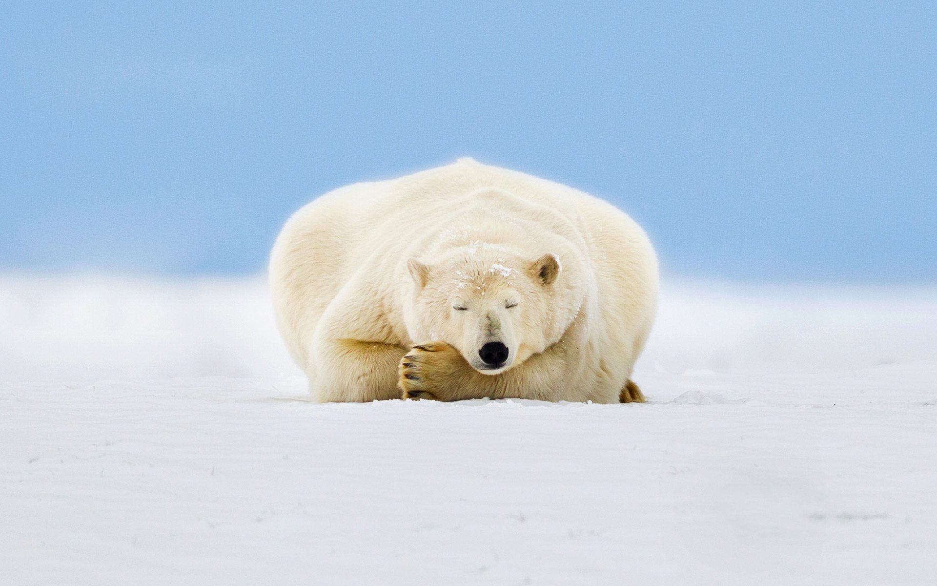 alaska eisbär eis schnee himmel beaufort-meer arktisches national wildlife sanctuary