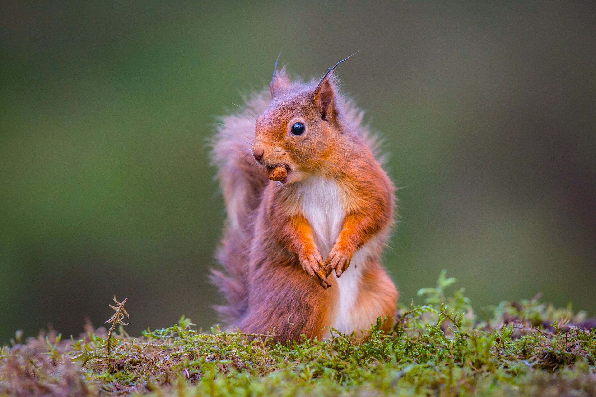 eichhörnchen rotschopf nussbaum