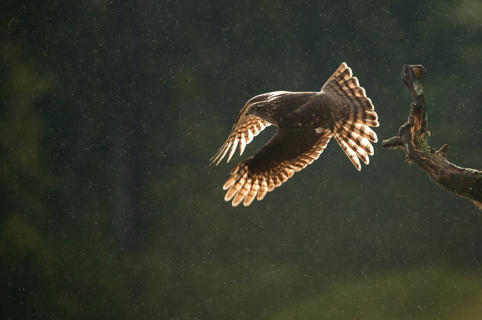 zweig vogel raubtier wachtel fliegen regen tropfen herbst