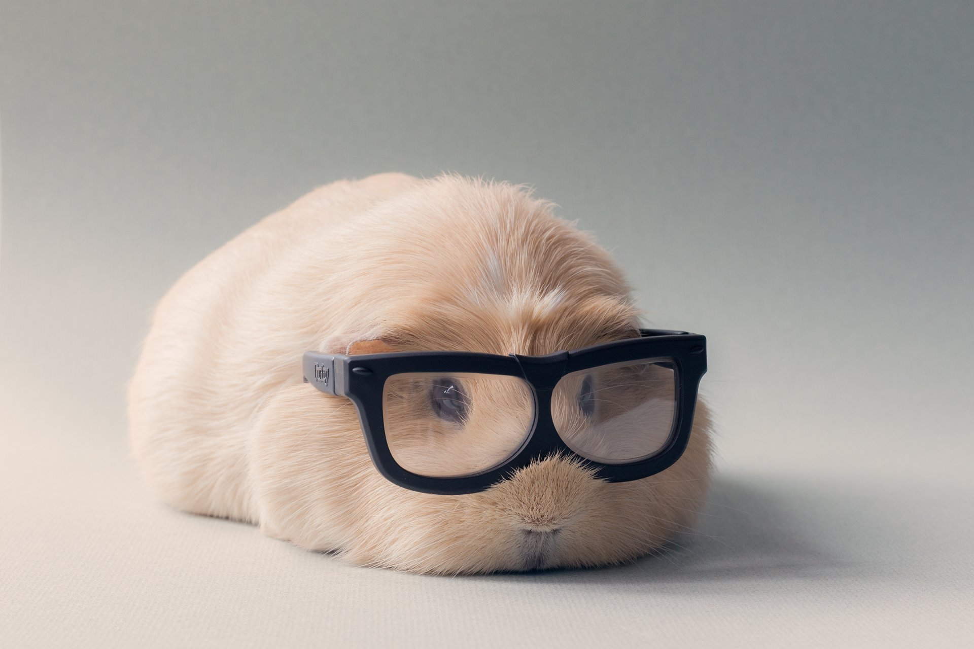 guinea pigs sunglasses light background