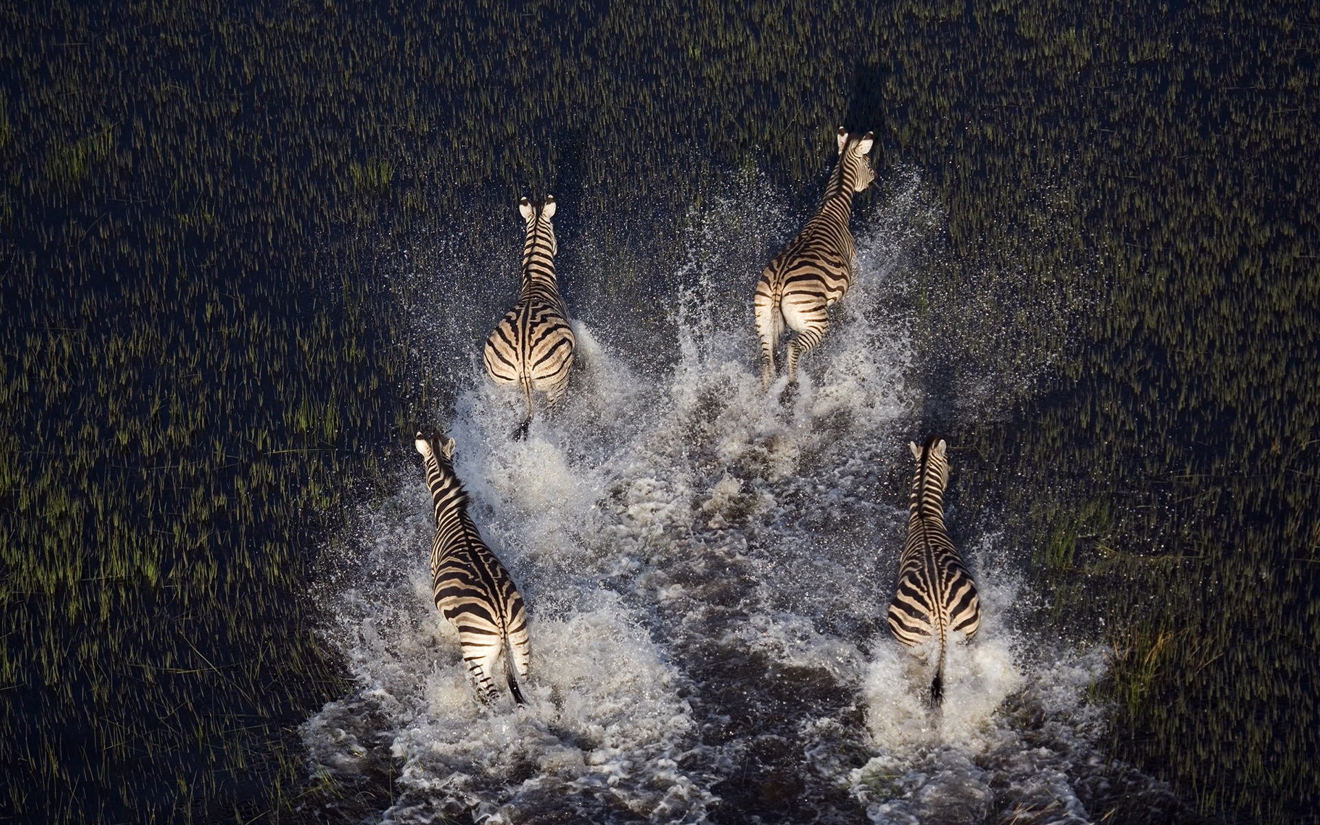 zwierzęta zebry bagno rośliny woda przyroda