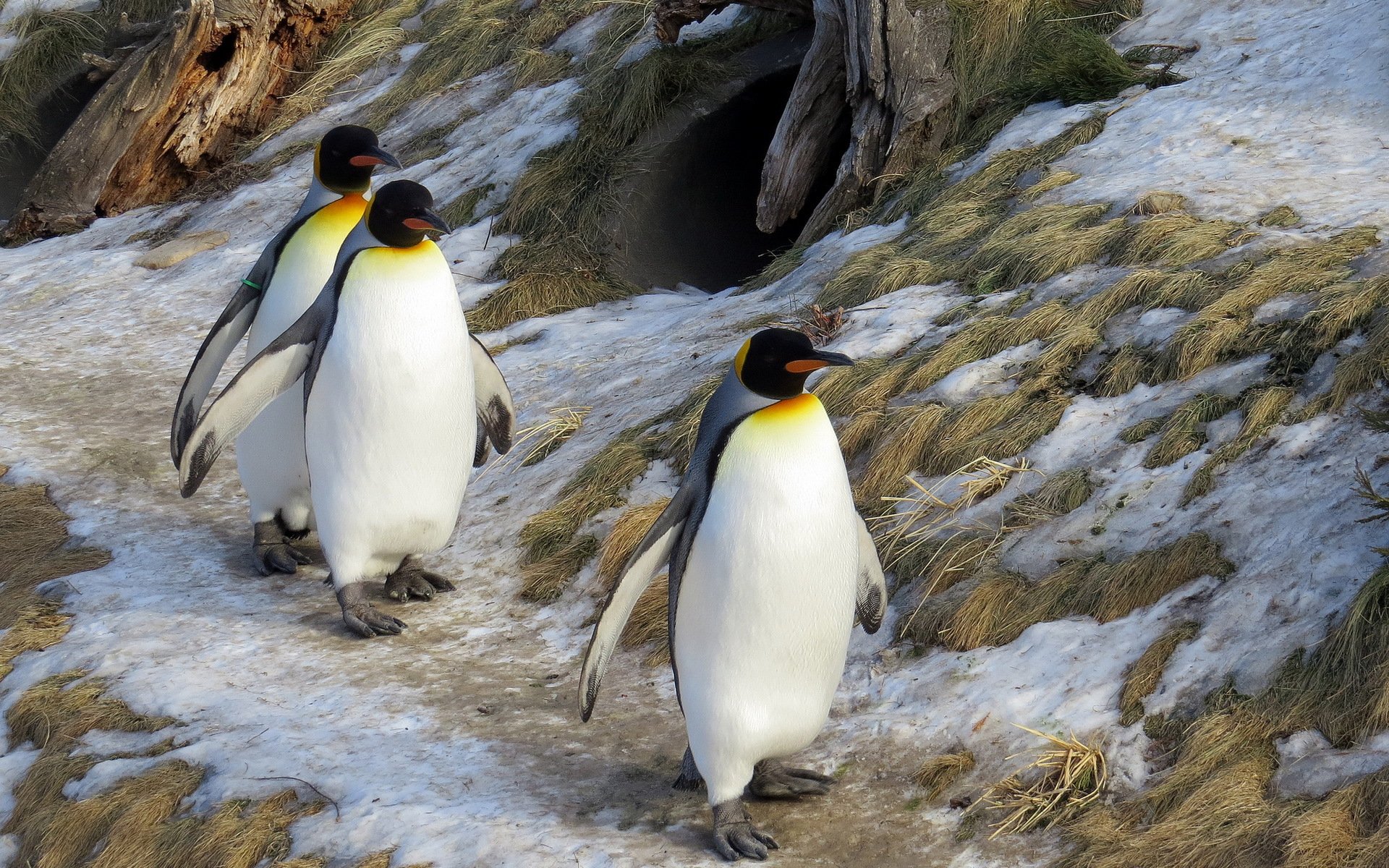 pingüinos rey naturaleza invierno