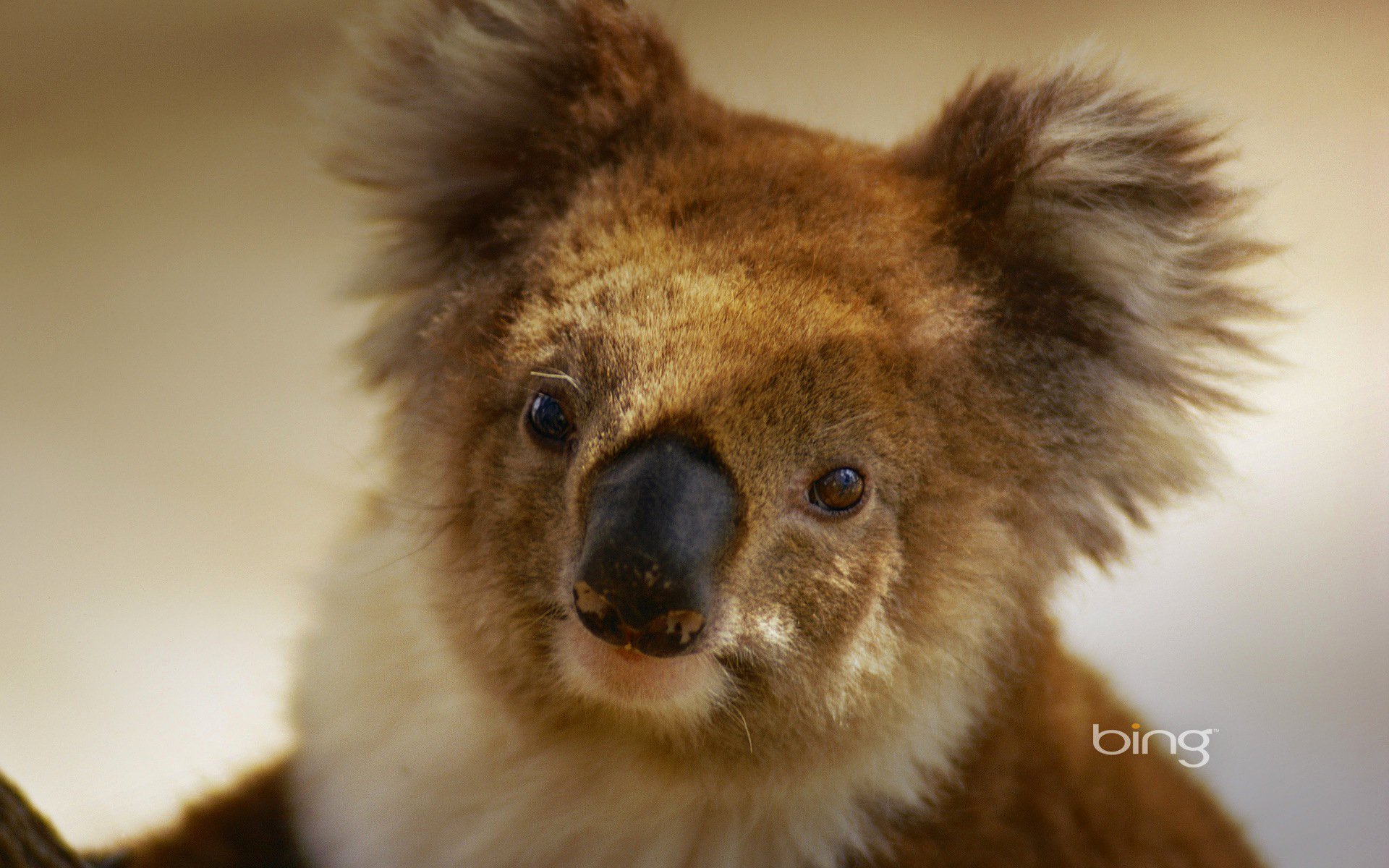 koala beuteltier australien pflanzenfresser