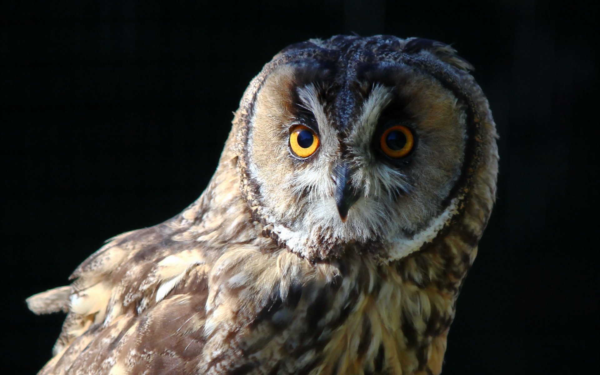 oiseau hibou nature