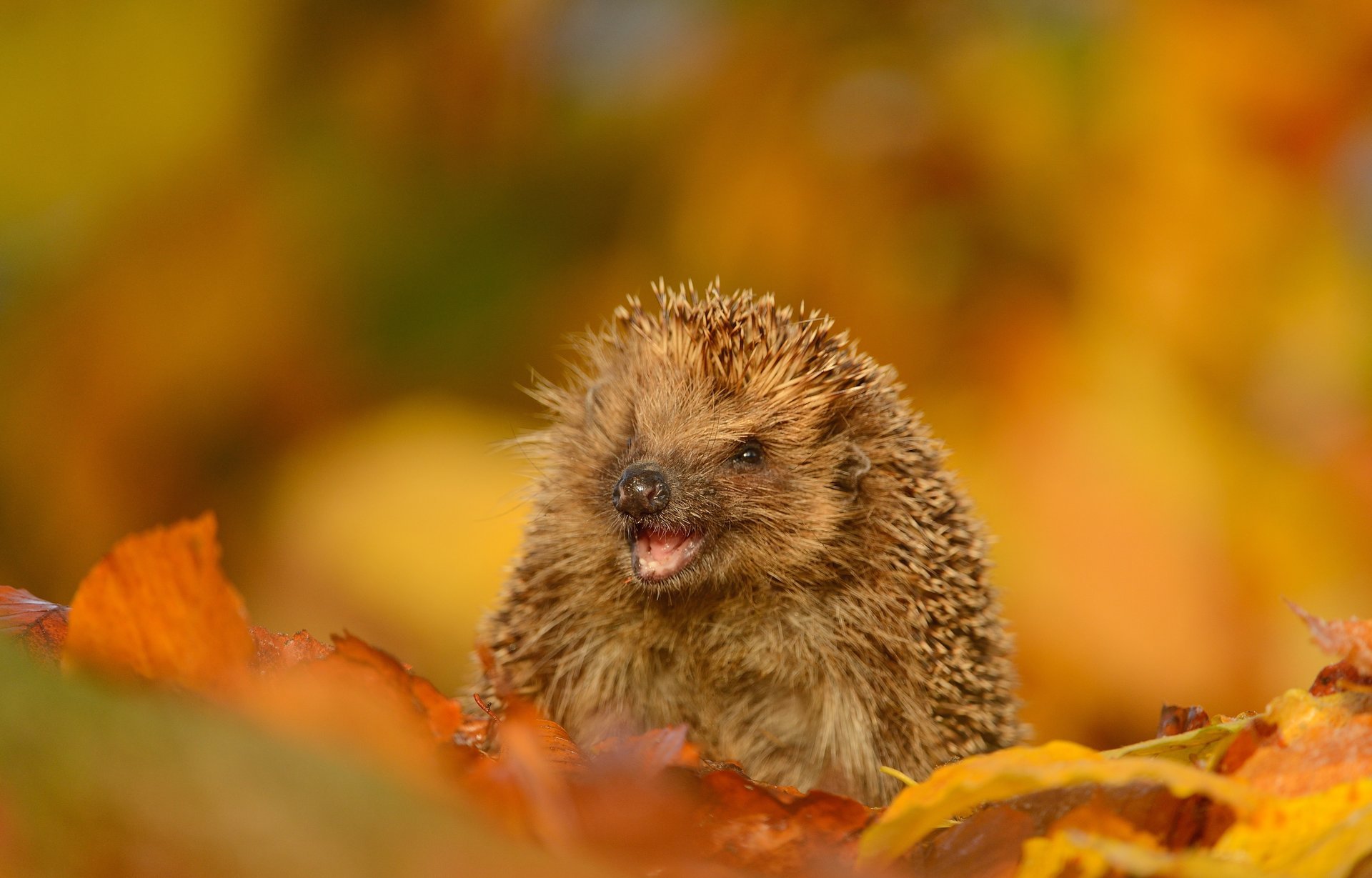 foglie autunno muso spine sorriso