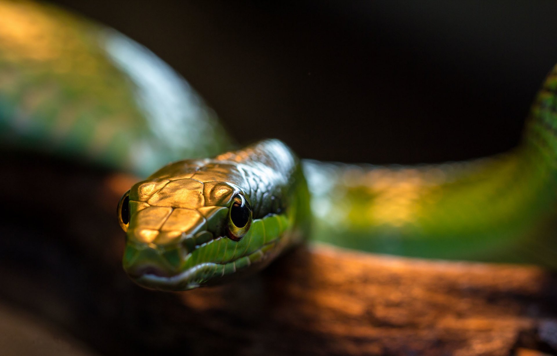 serpiente verde reptil fondo