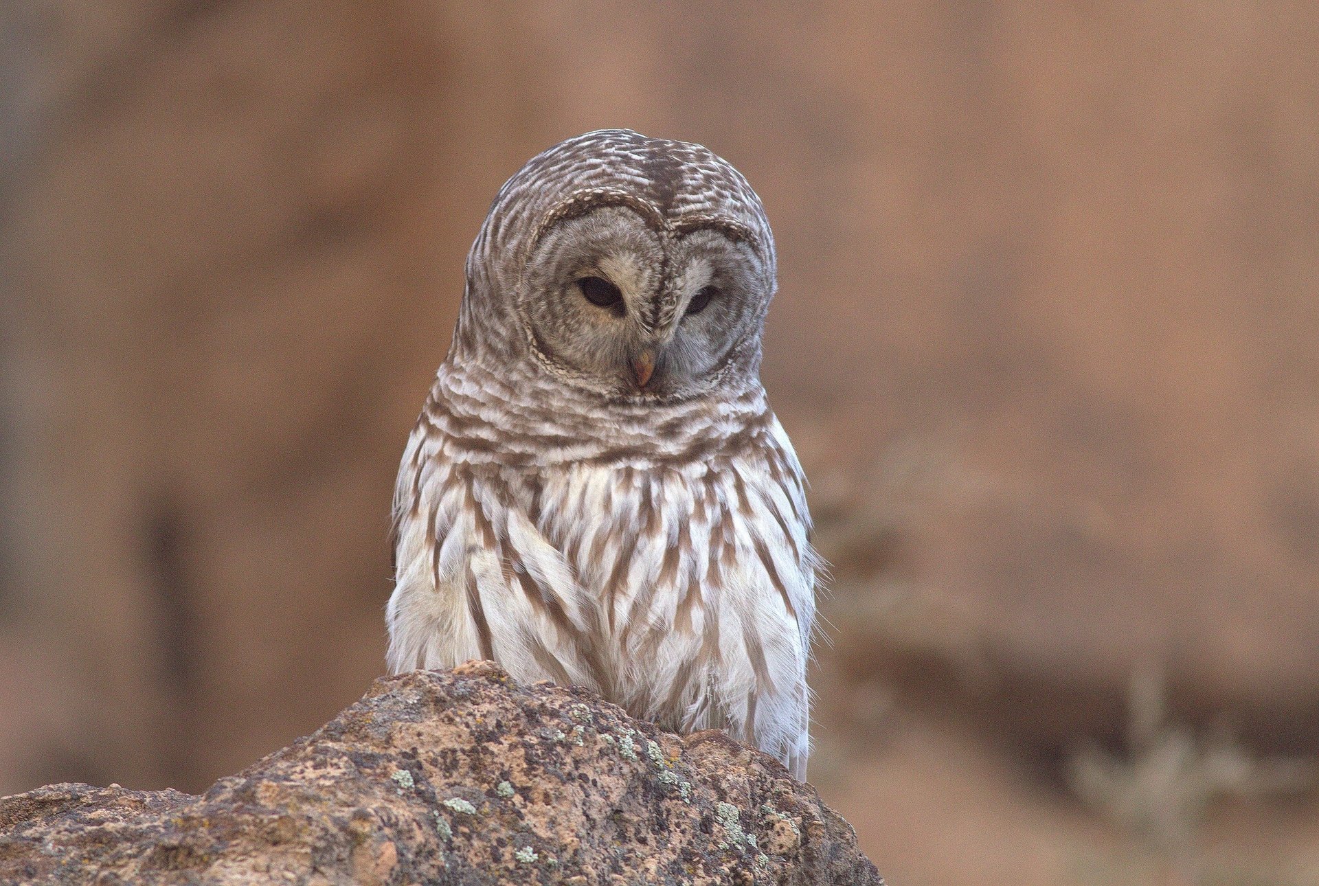 owl motley owl stone