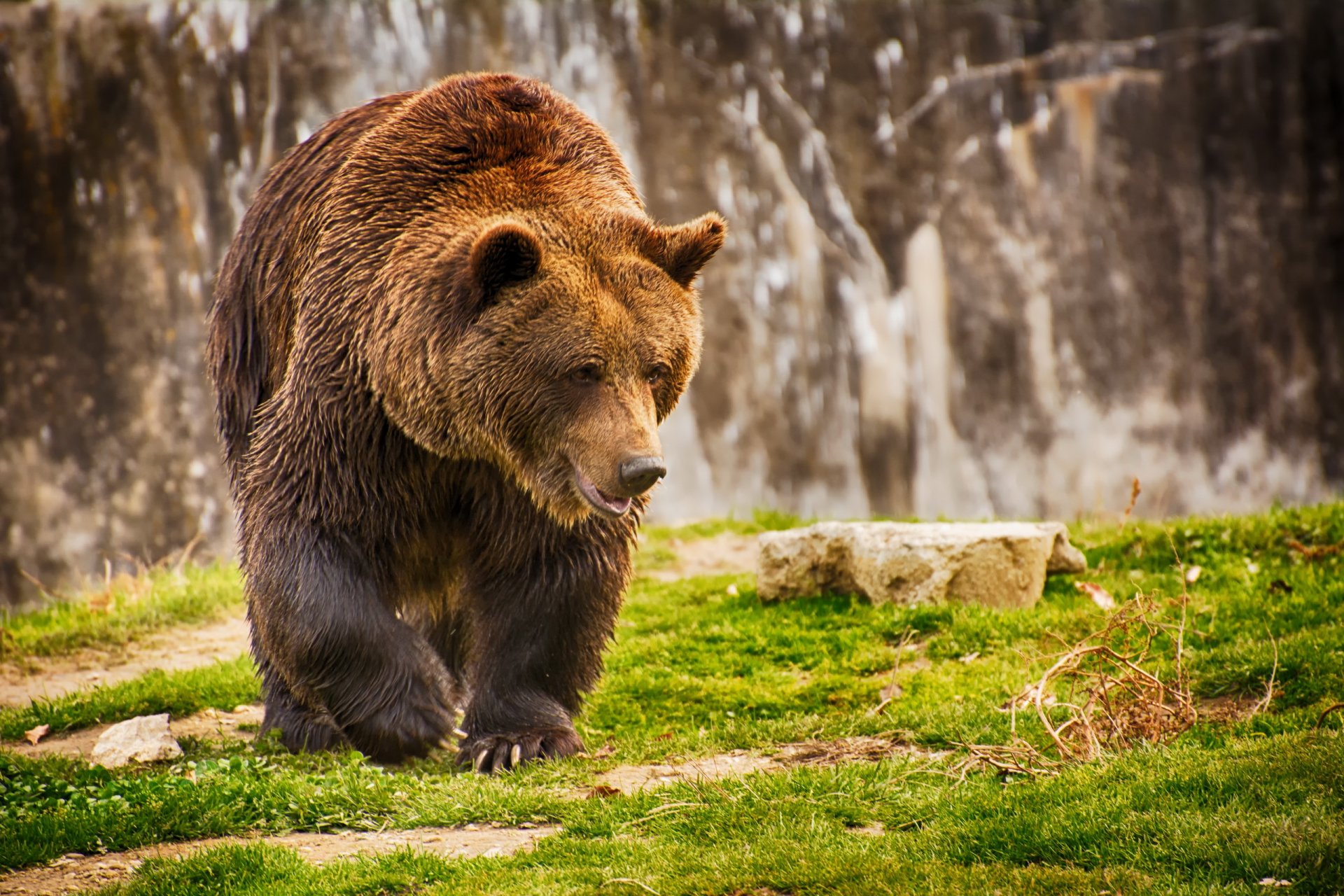 orso natura sfondo