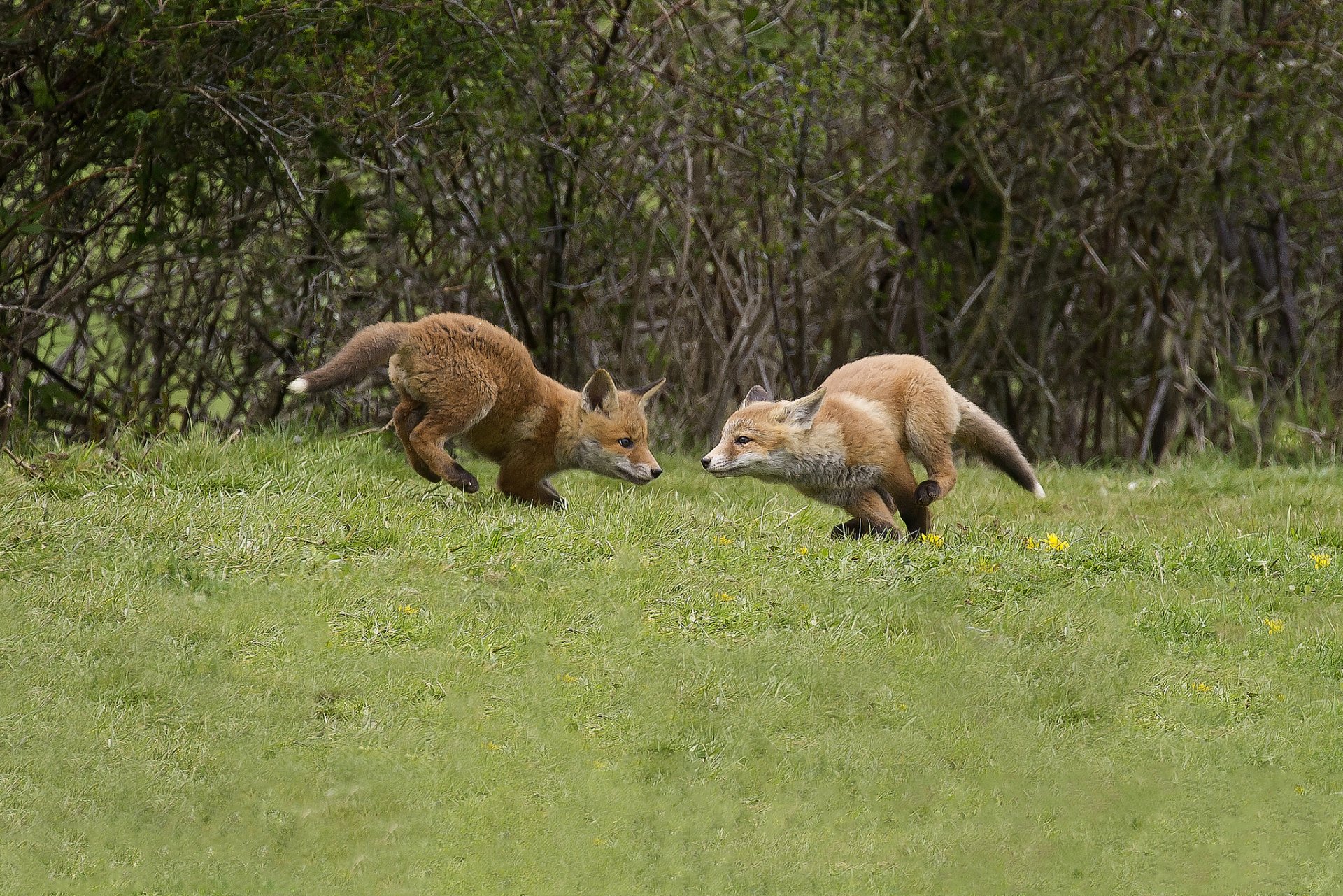 büsche lichtung füchse rothaarig spiel