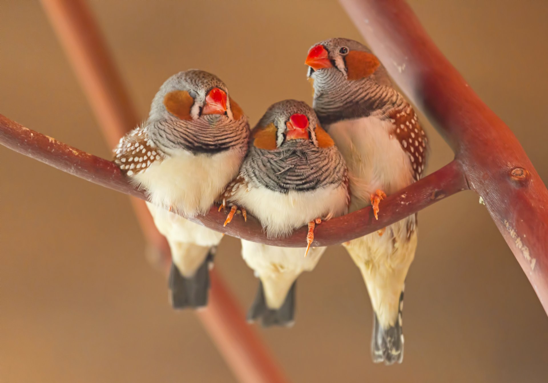 pappagallo uccello trio ramo becco