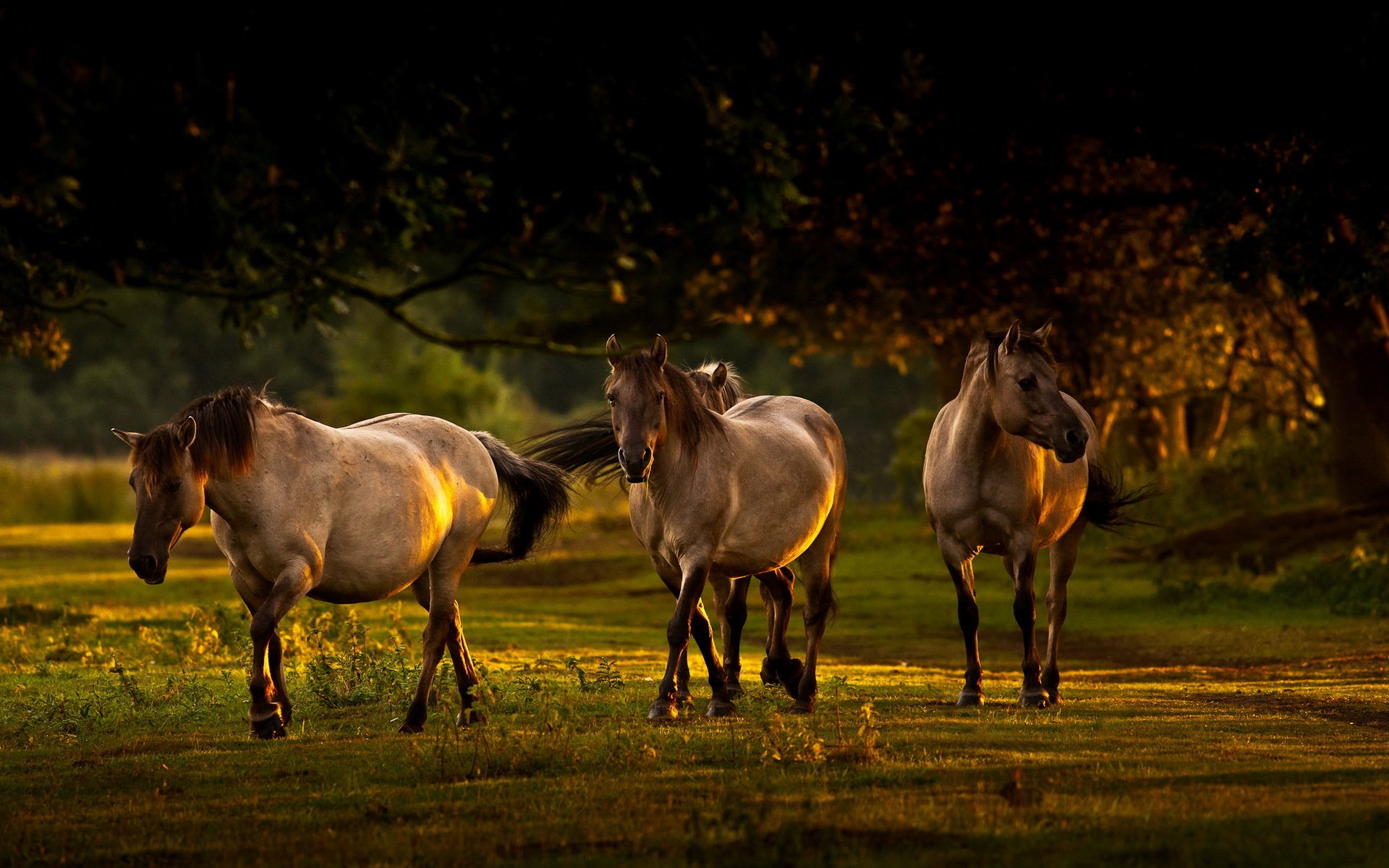 horses morning light nature