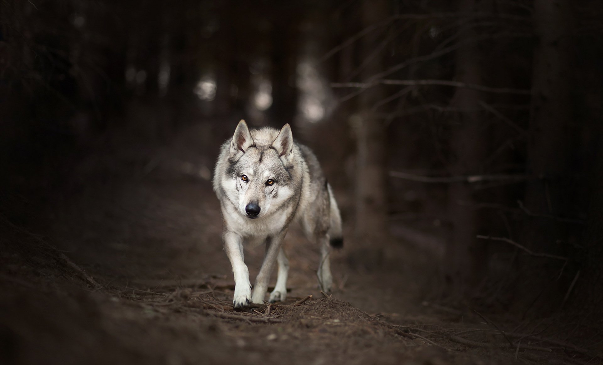 lobo bosque naturaleza