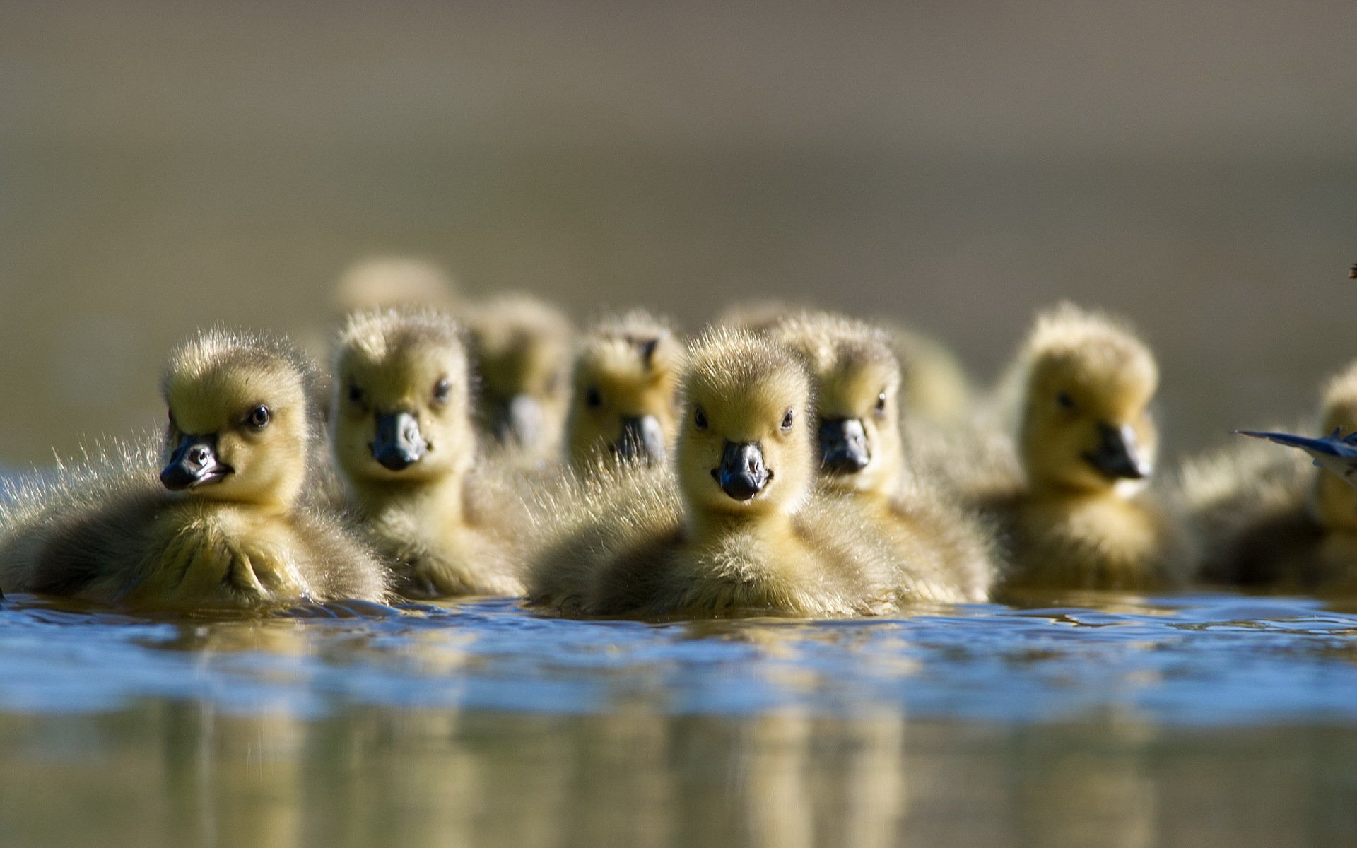 duck nature water