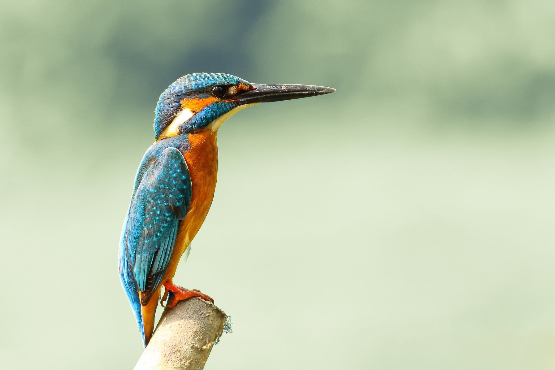 ave martín pescador común alcedo atthis martín pescador