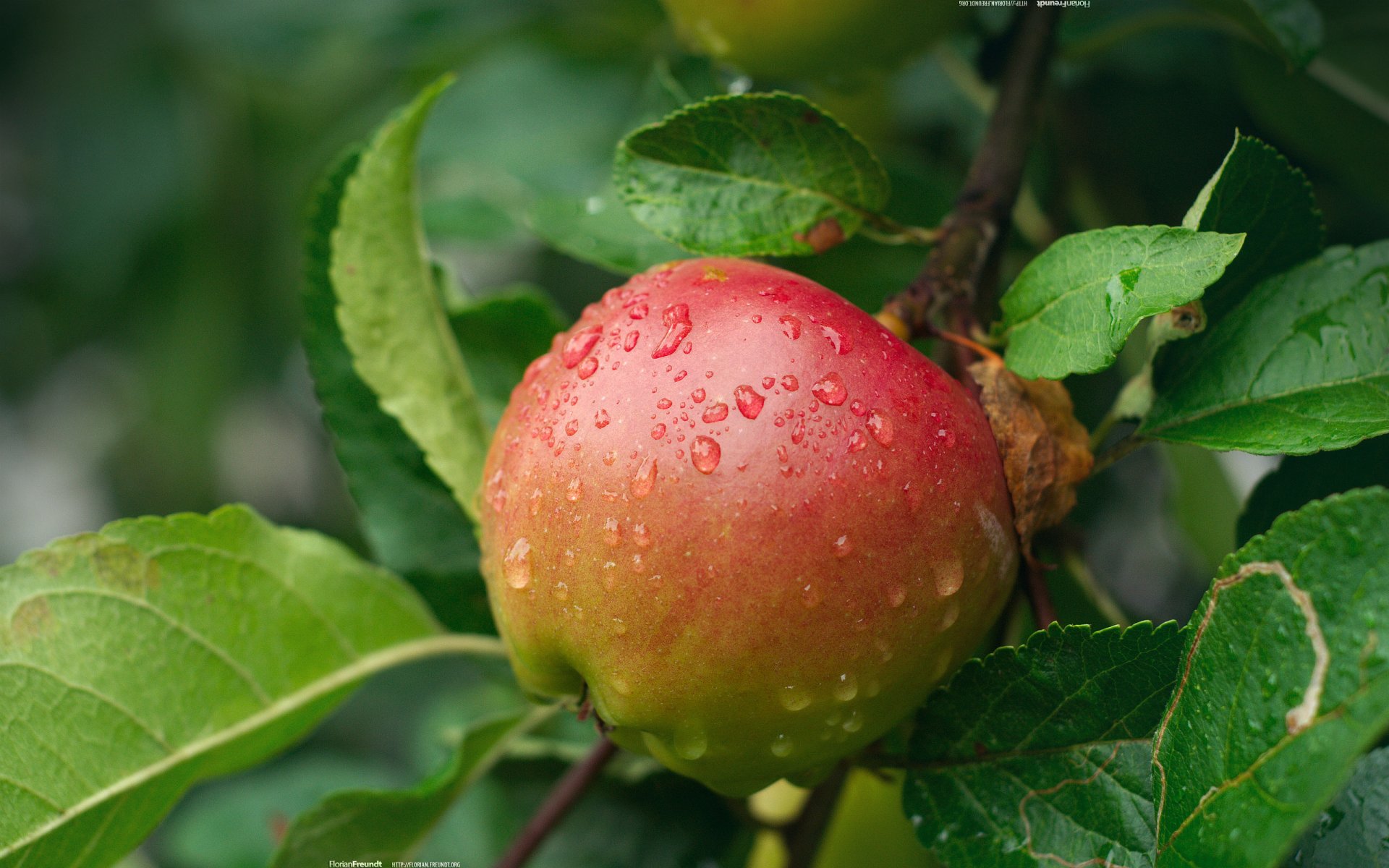 apple drops branch nature