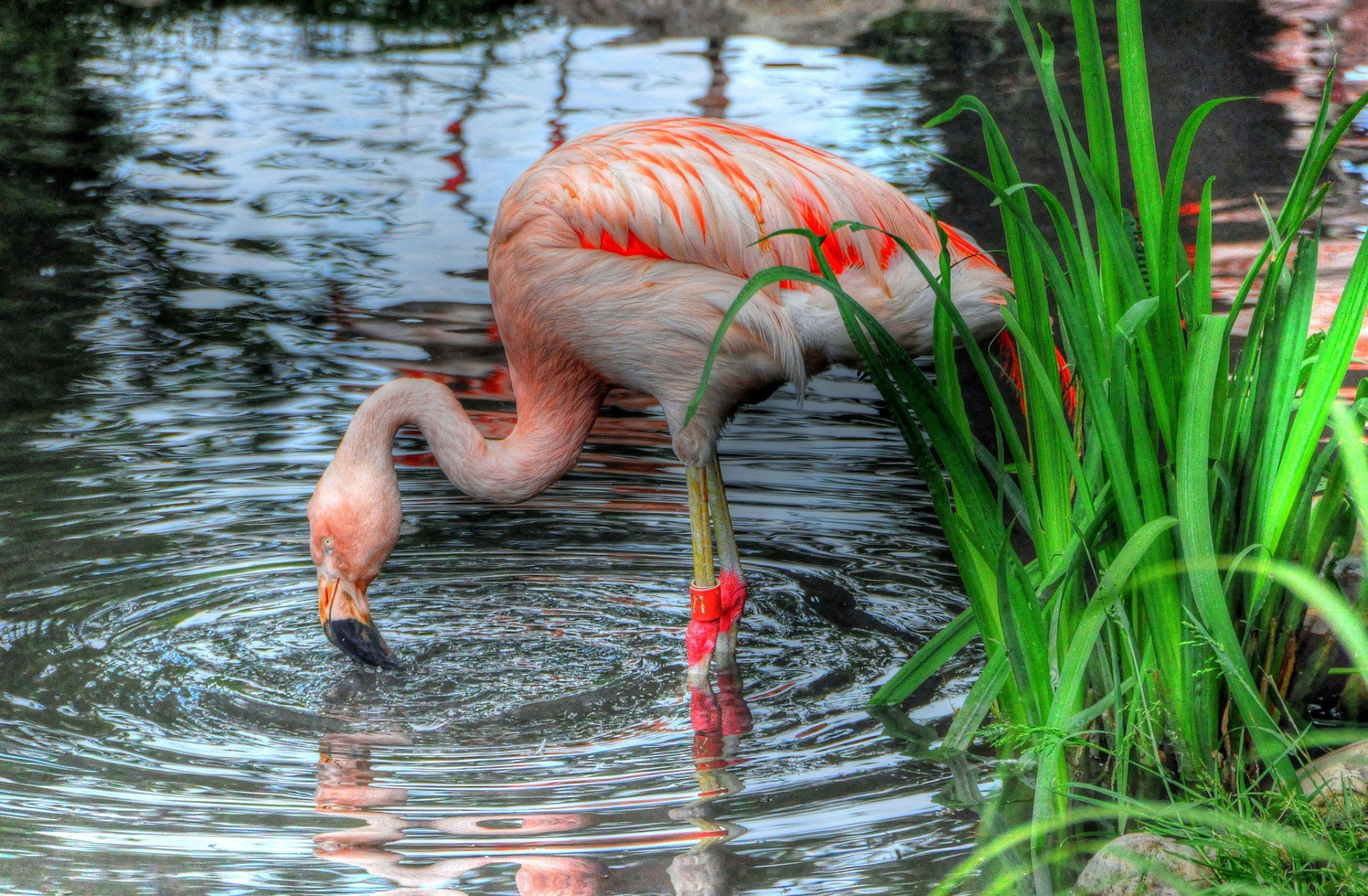 trva vegetation rosa flamingo vogel