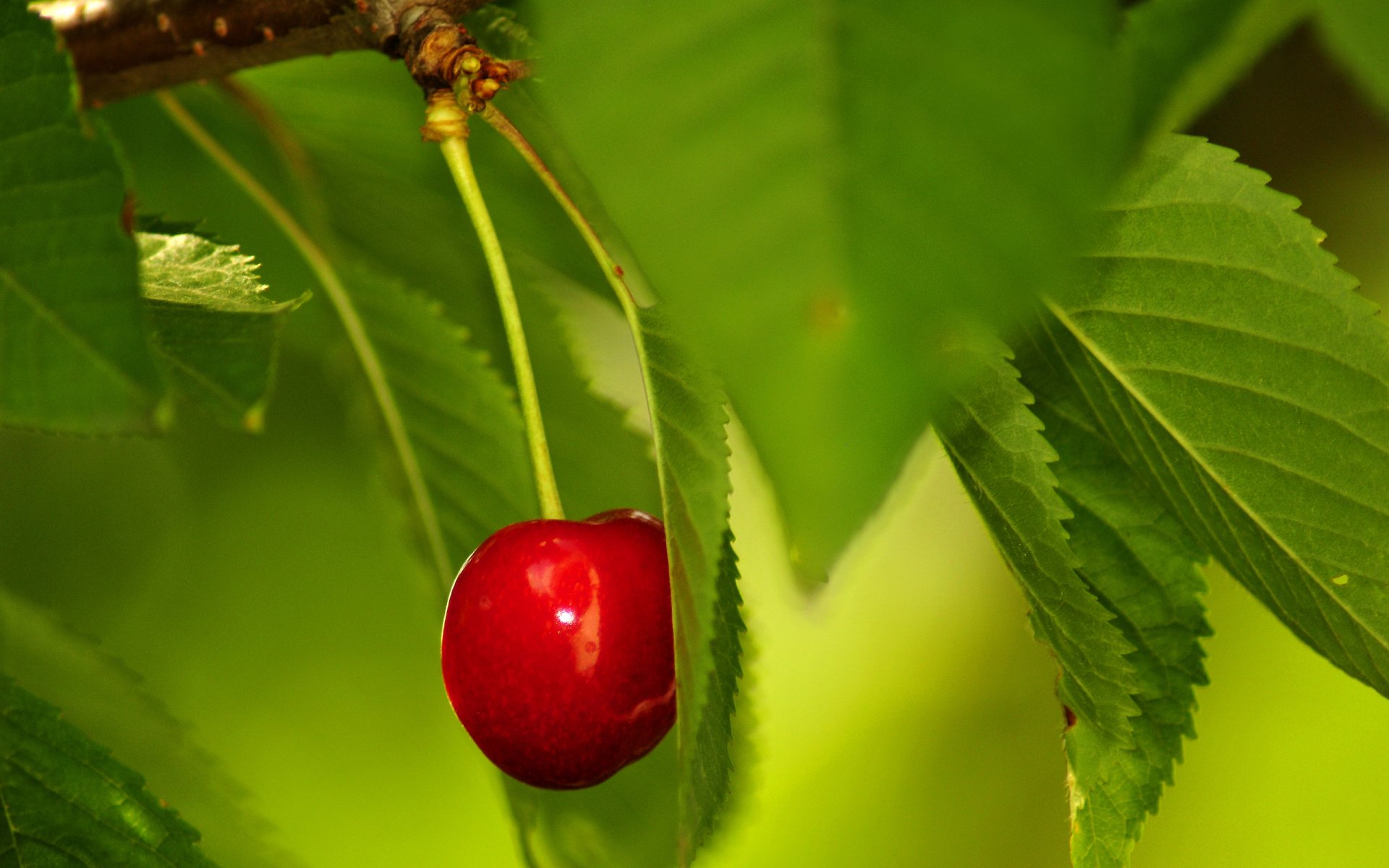 baya cereza rojo maduro solitario hojas verde