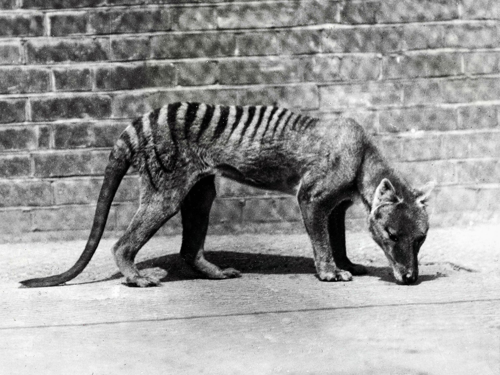 marsupial tasmanie loup éteint marsupial mammifère