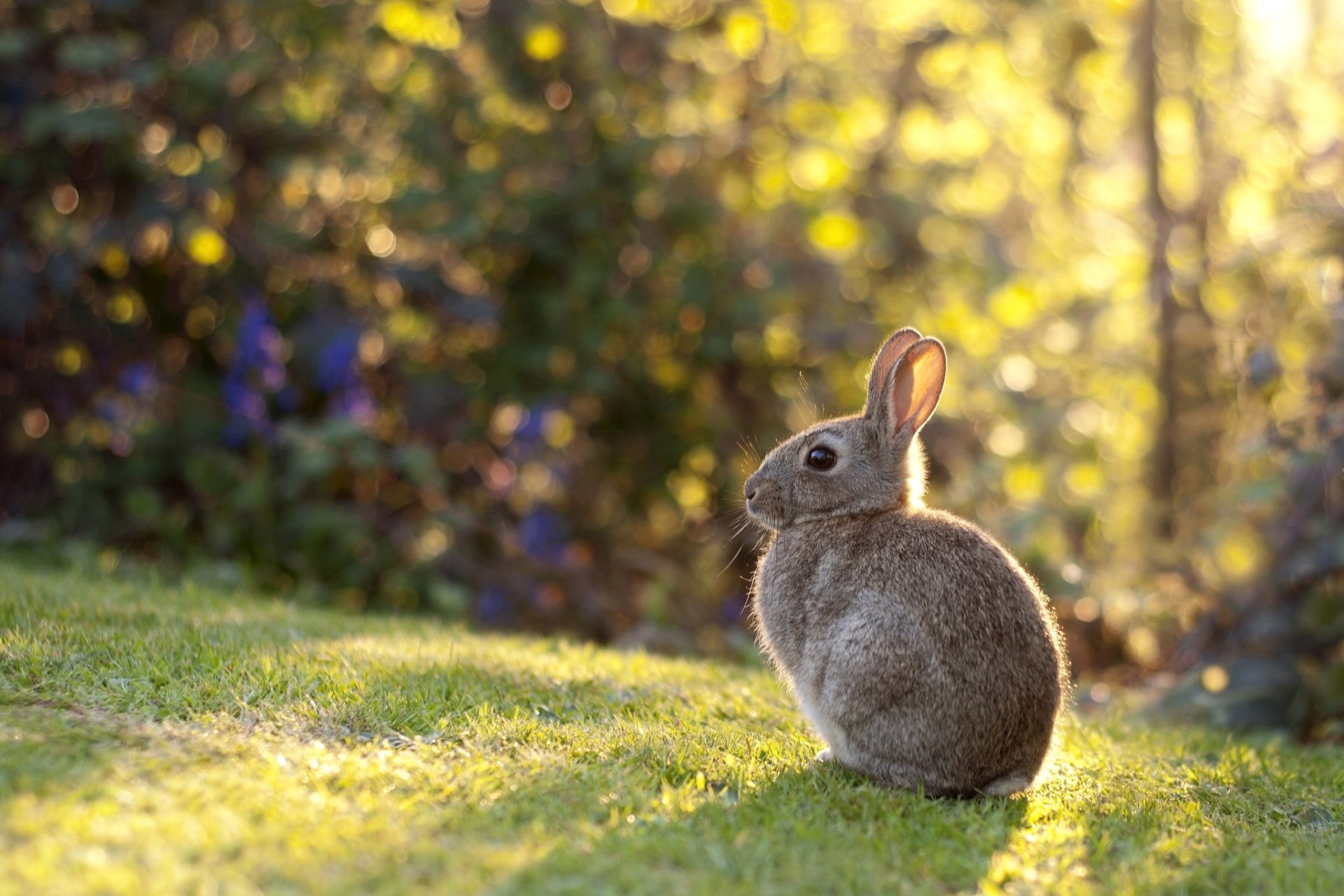 lapin pré enfant pelouse herbe oreilles lumière