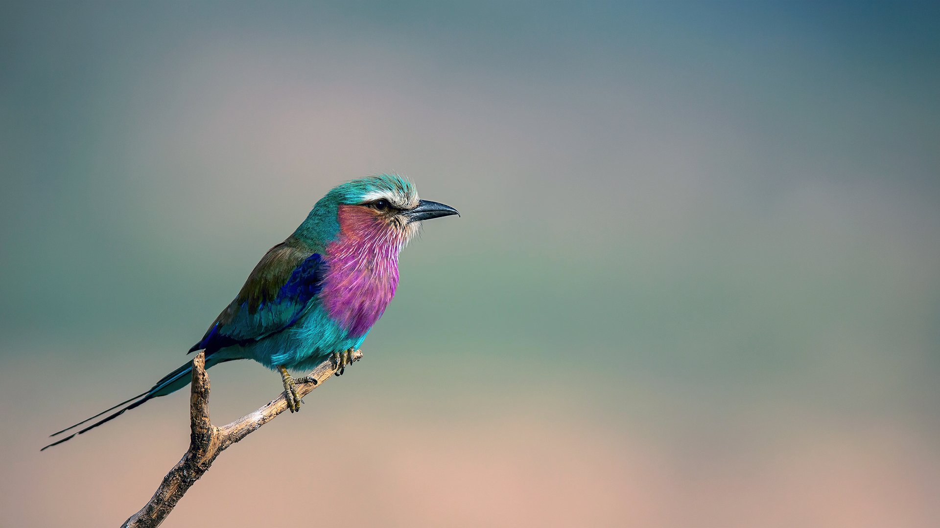 lila de pecho azul coracias caudata lila de pecho rodillo pájaro rama