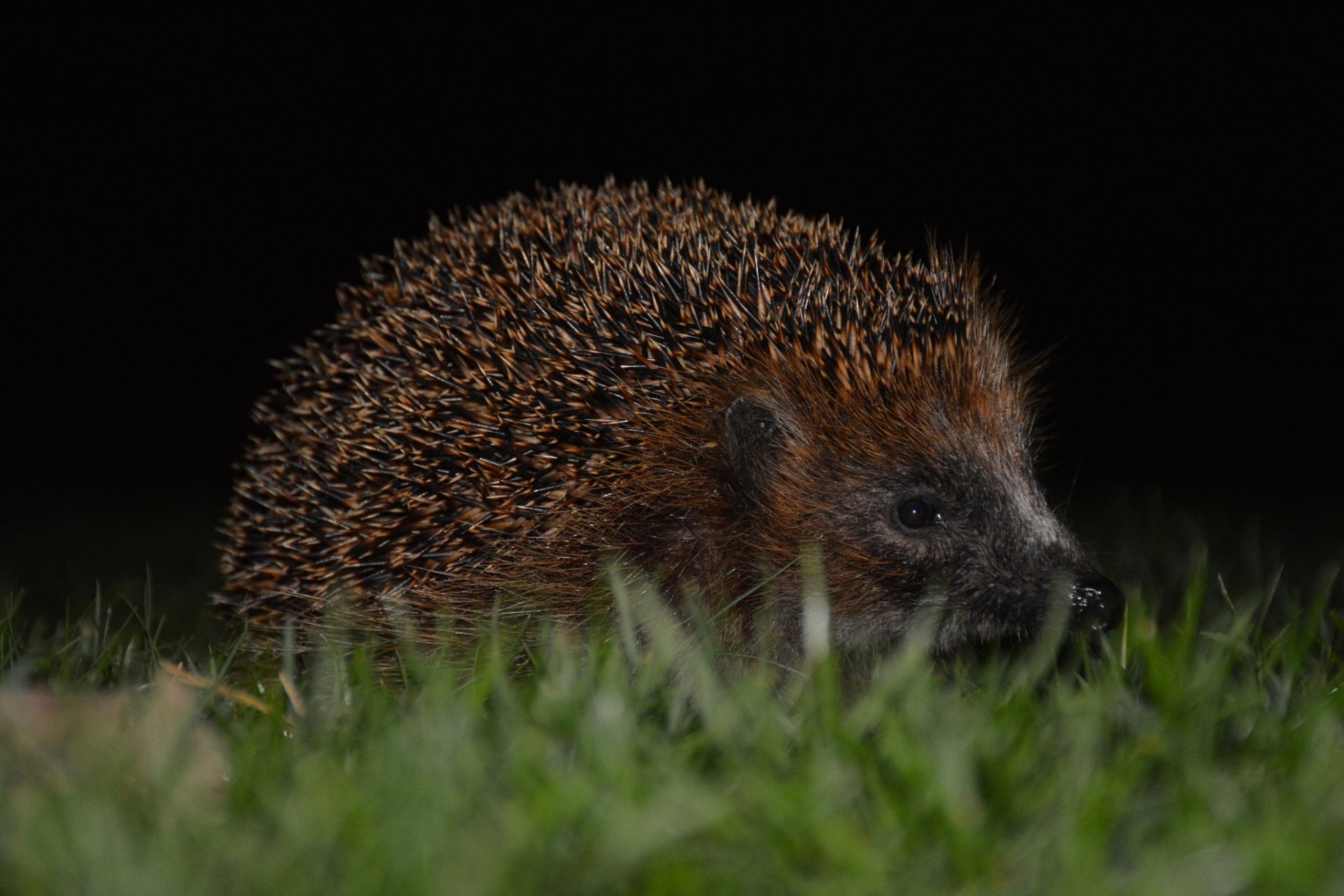 igel augen maulkorb stacheln