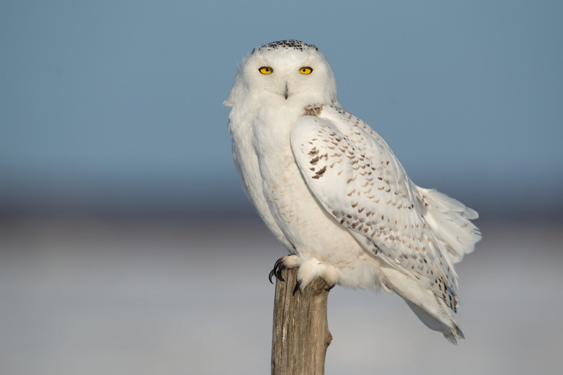 nowy owl poultry feathers sky nature