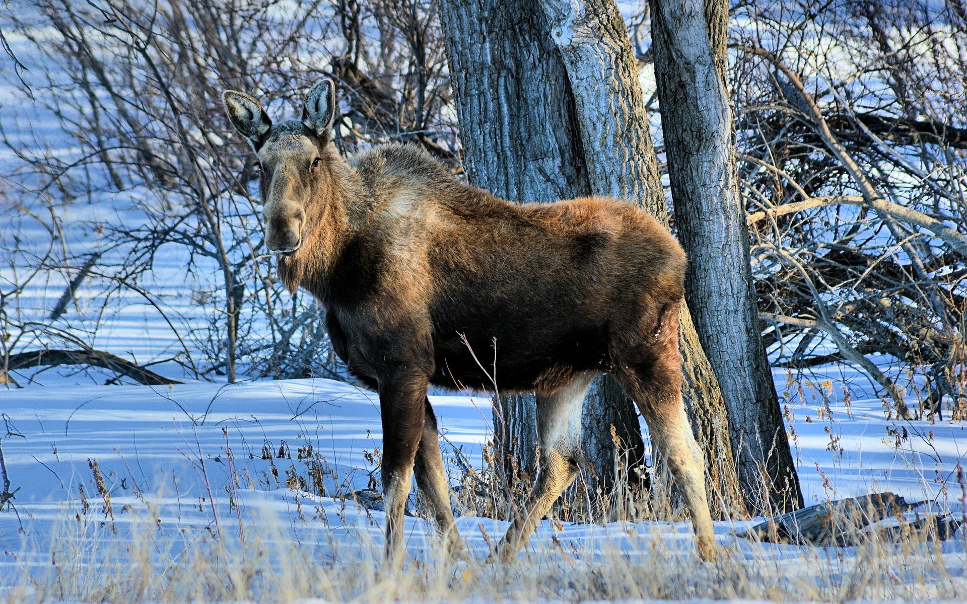 moose nature background