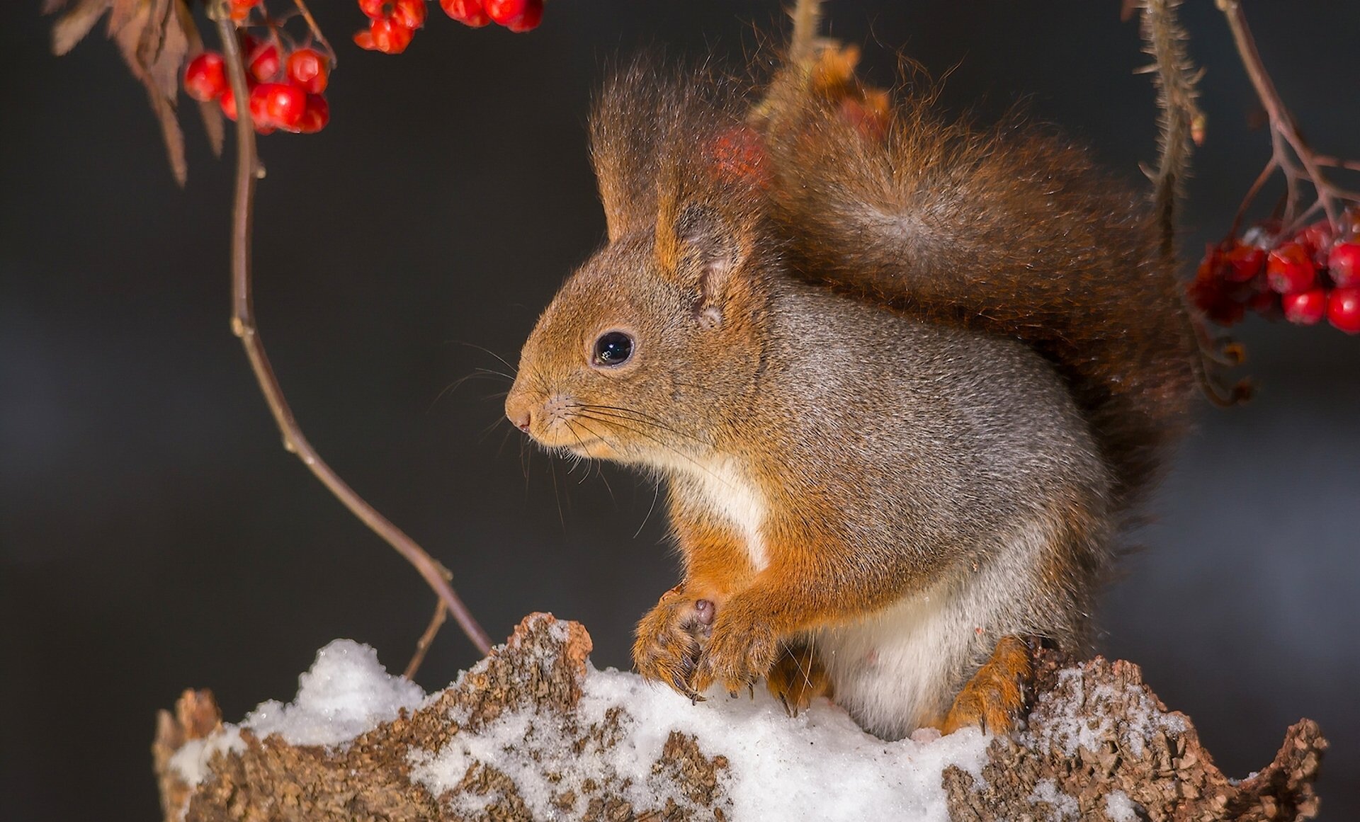 ardilla pelirroja bayas ceniza de montaña ramas nieve