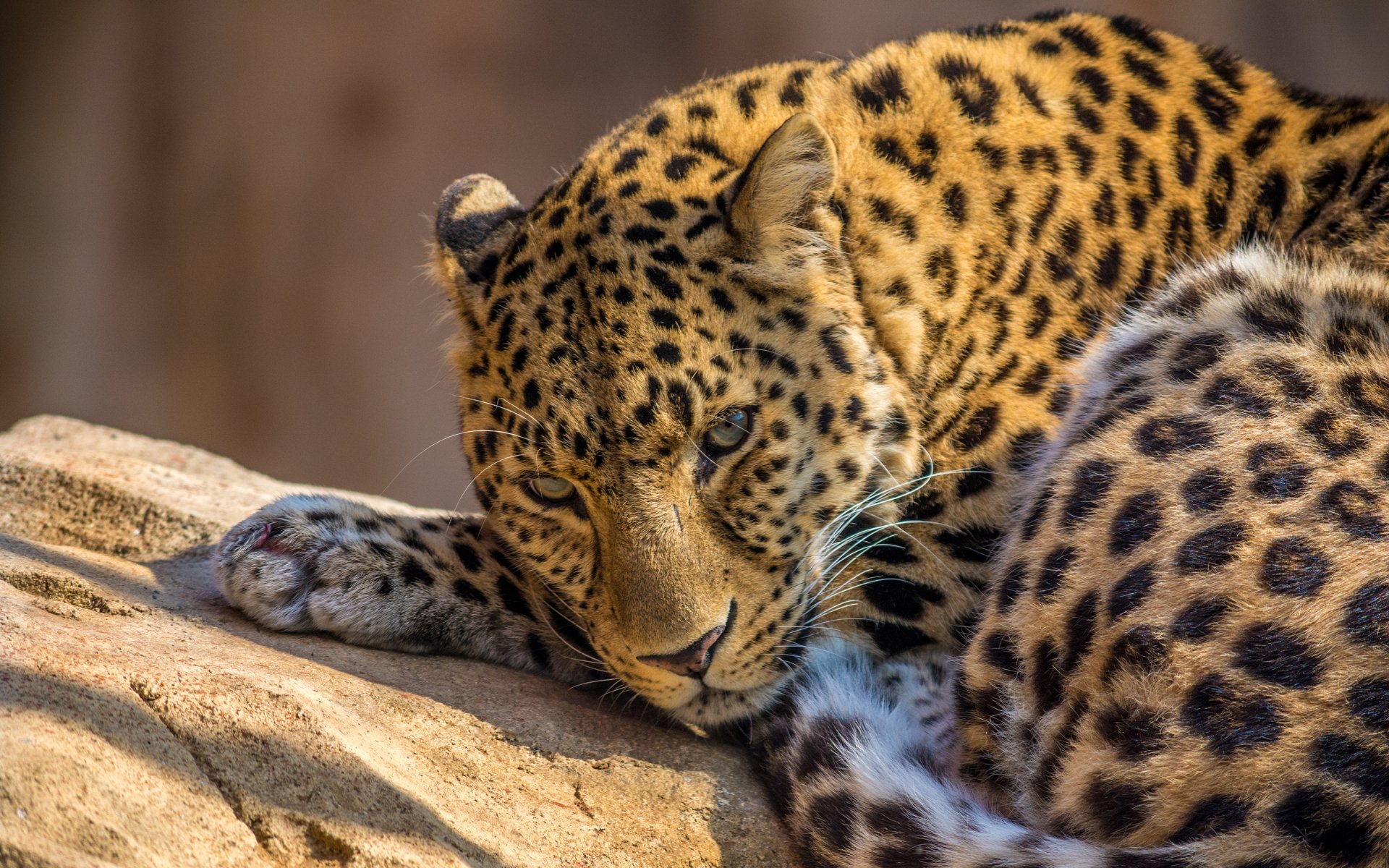 léopard prédateur zoo animaux