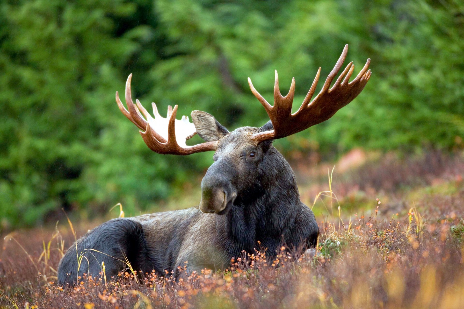 moose sports grass forest a light rain