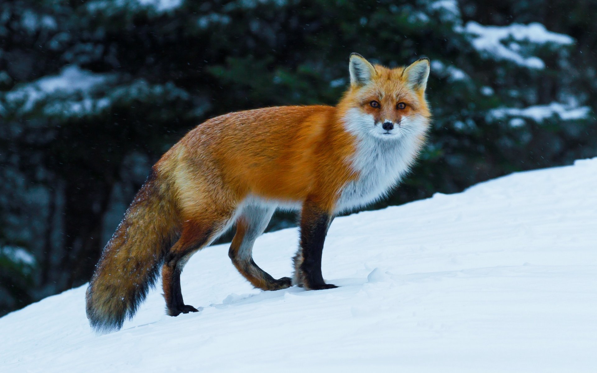 renard renard roux hiver neige