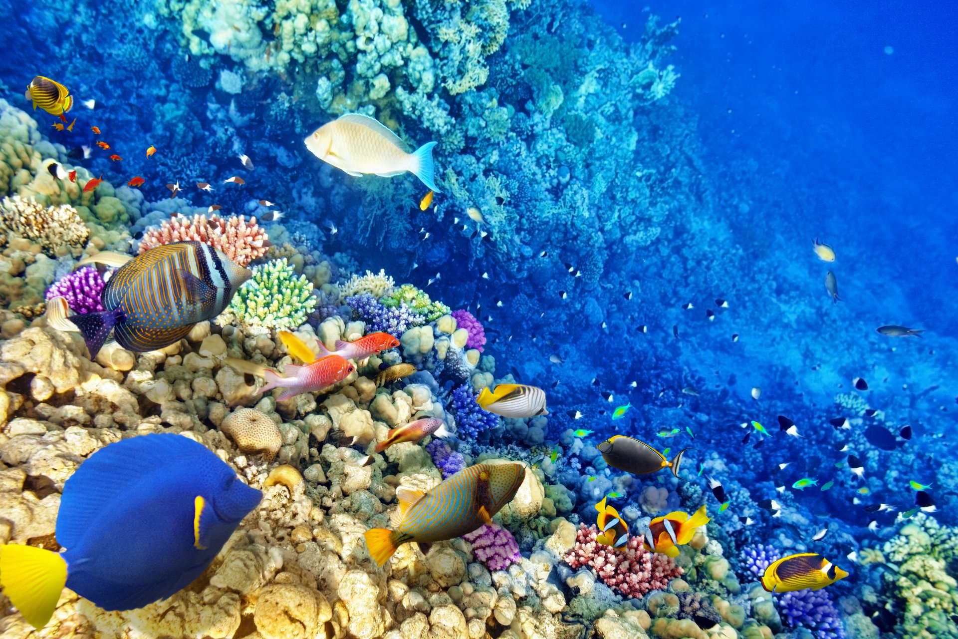 water world coral reef tropical ocean underwater world fish coral reef