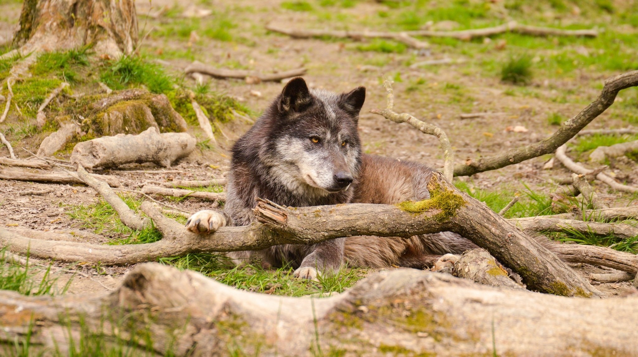 loup prédateur museau repos