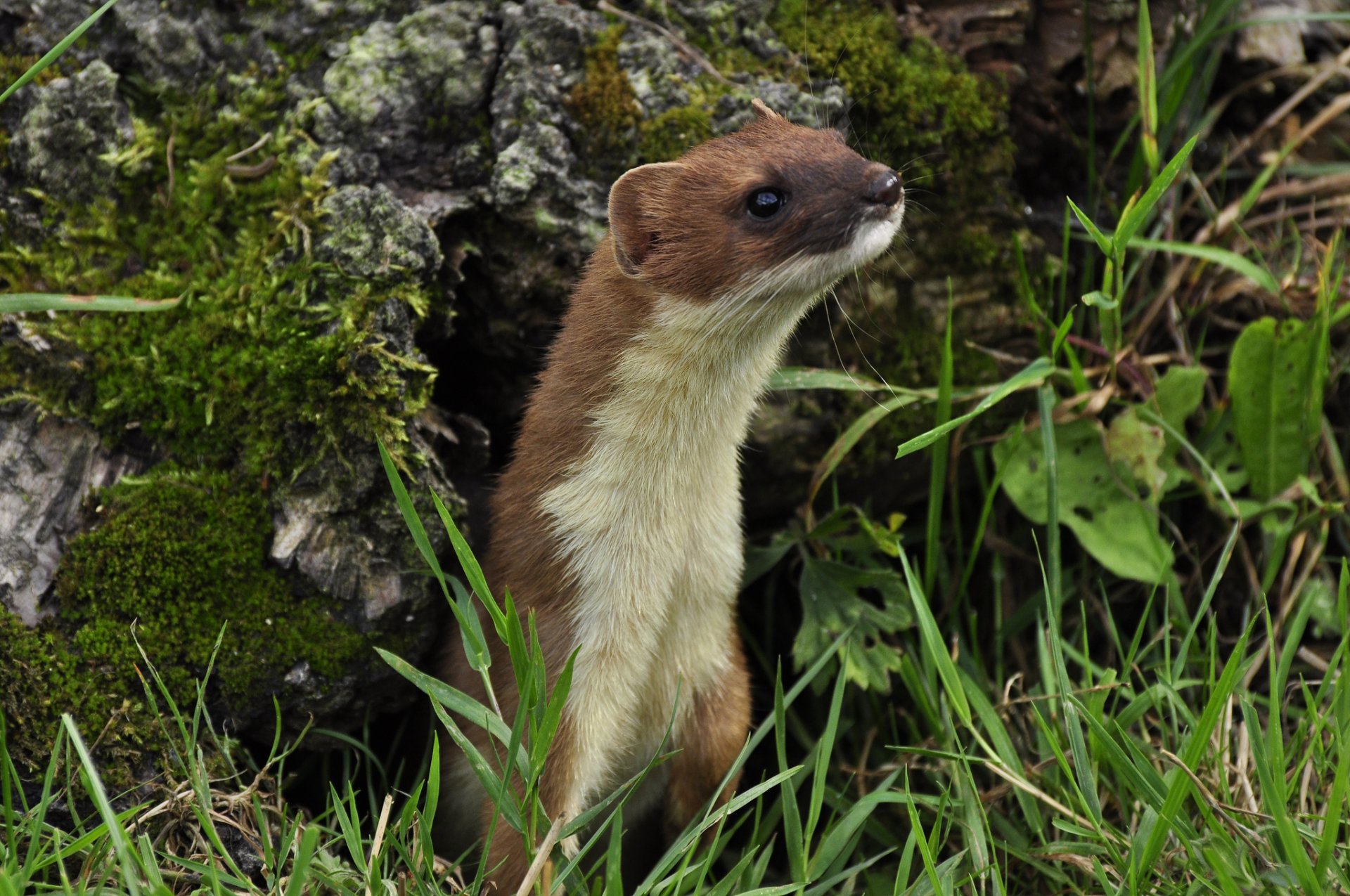 weasel ferret snout log gra