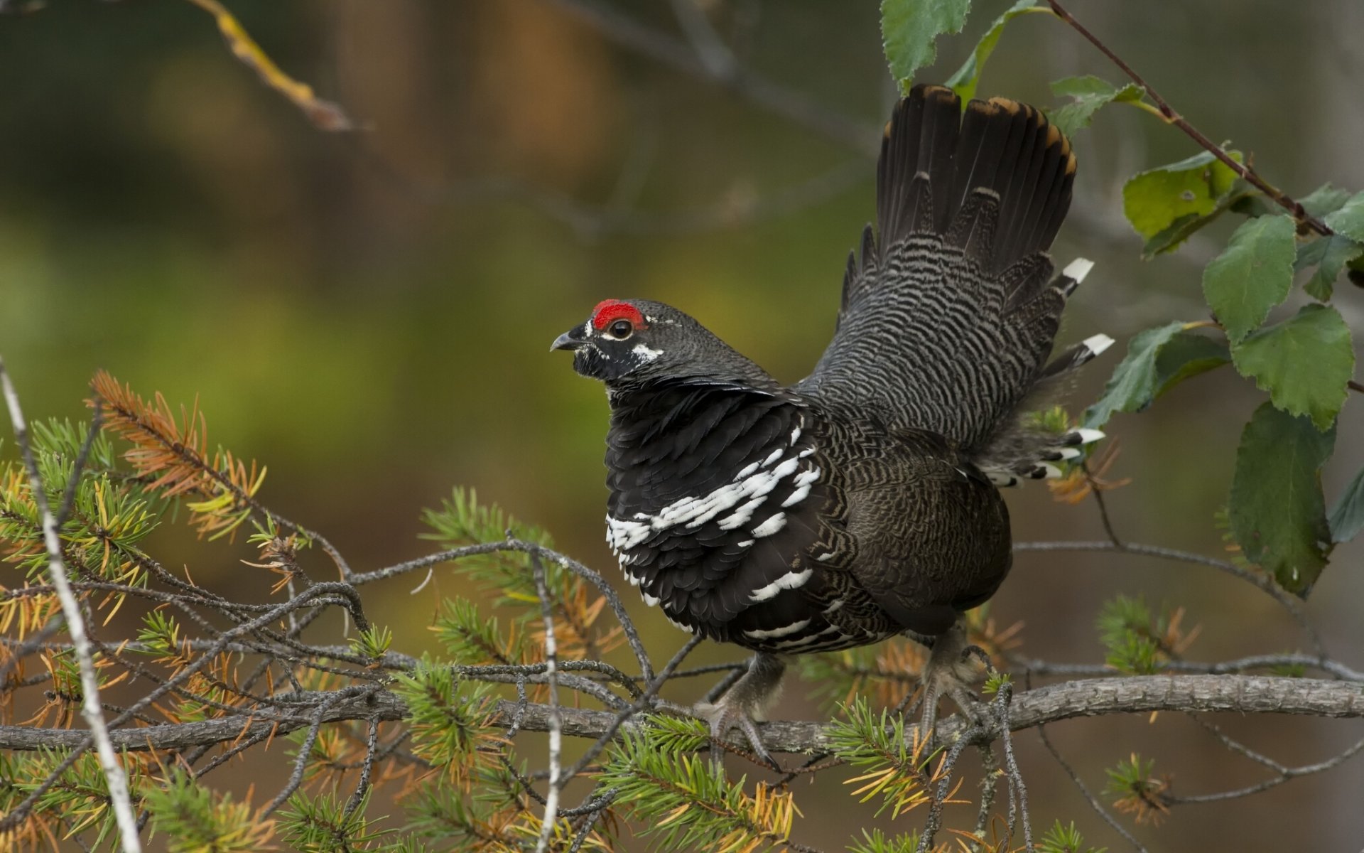 selvaggina canadese uccello ramoscelli