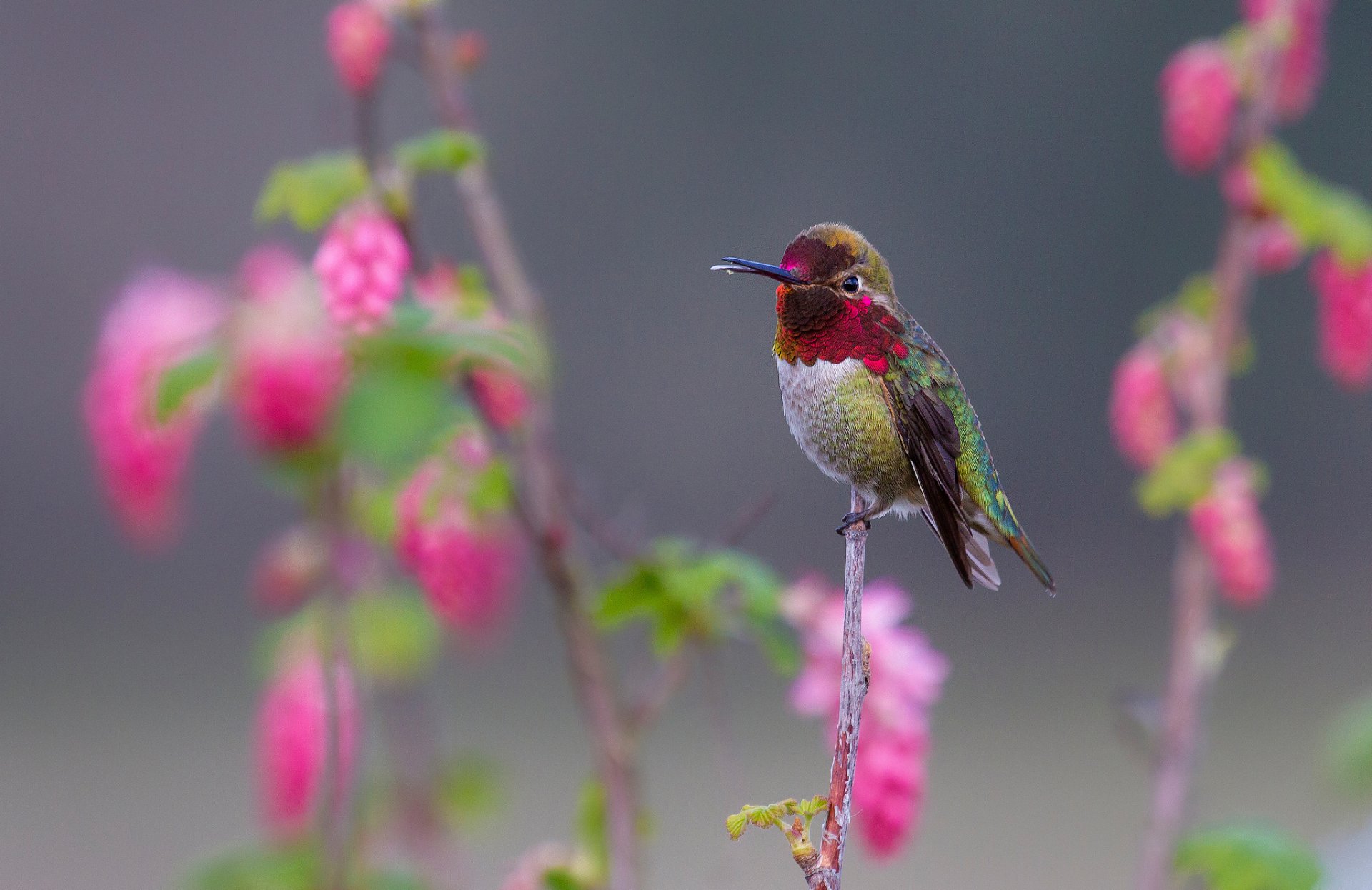 oiseau colibri bec plumes branche