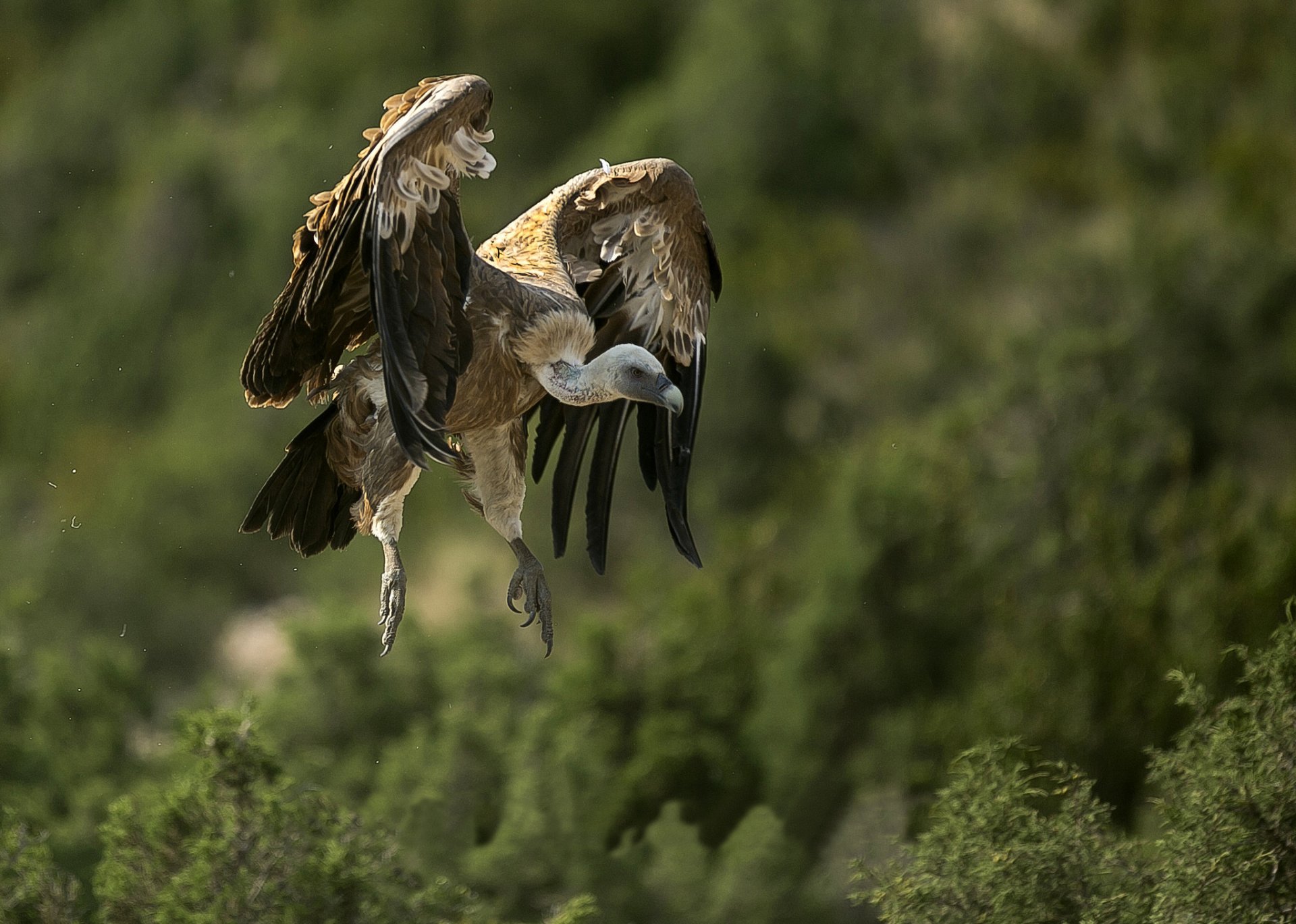 oiseau vautour prédateur en vol