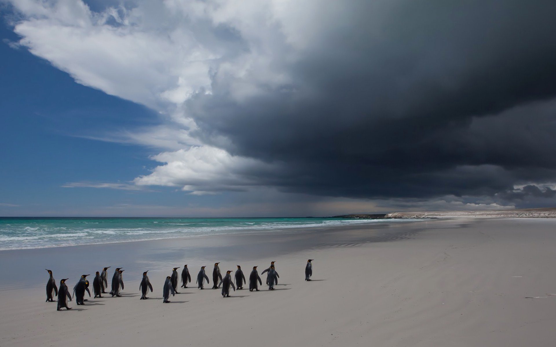 pingouins oiseau ciel nuages mer paysage