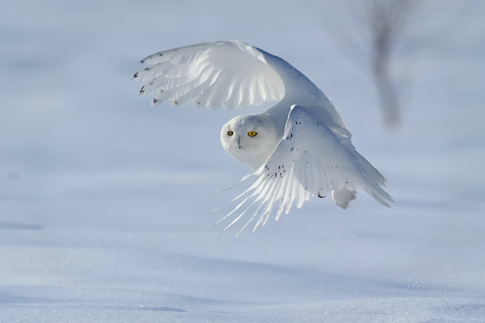 pájaro búho blanco búho polar bubo scandiacus nyctea scandiaca invierno nieve